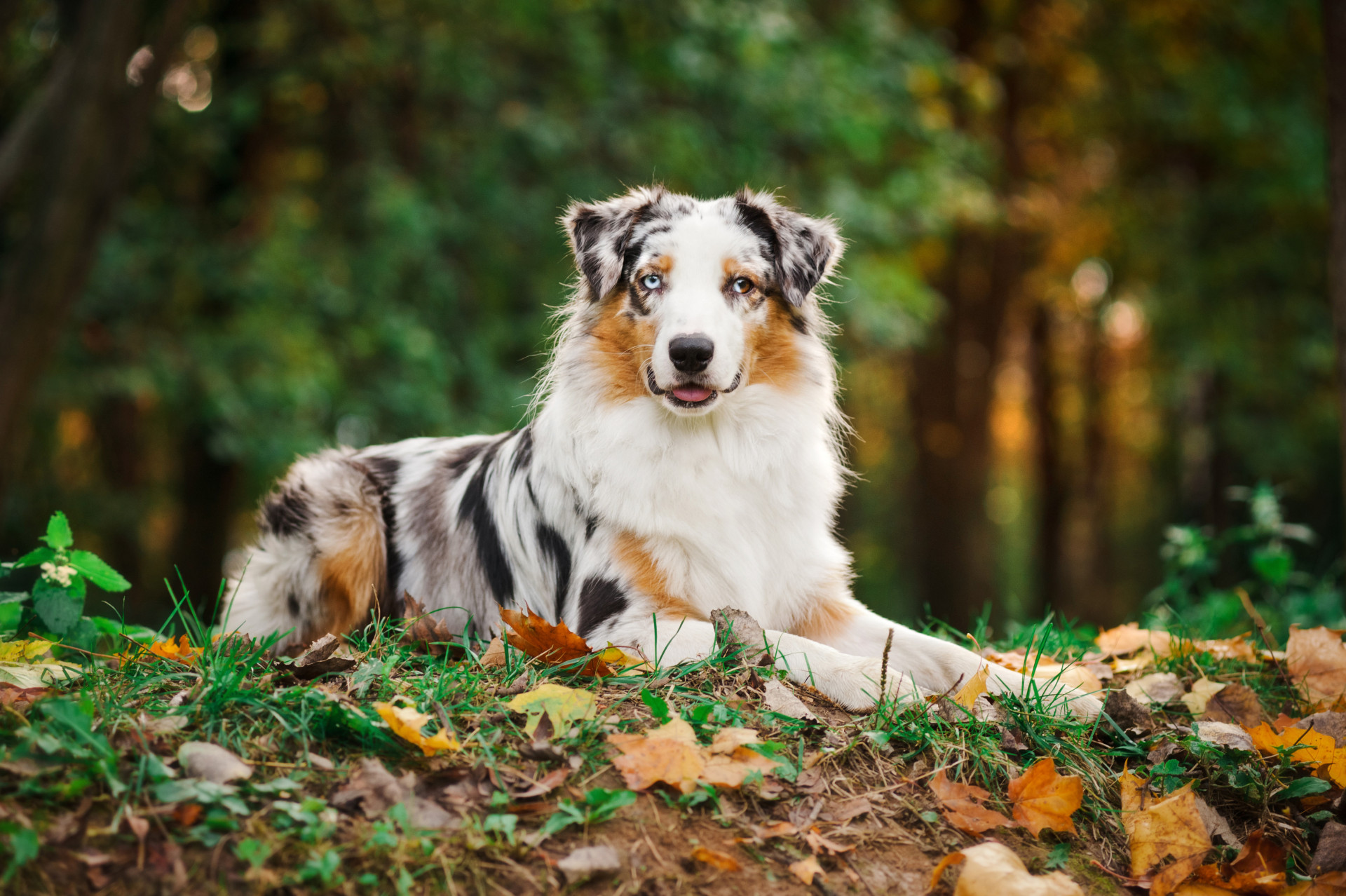 Estará o seu cão entre os mais inteligentes do mundo?
