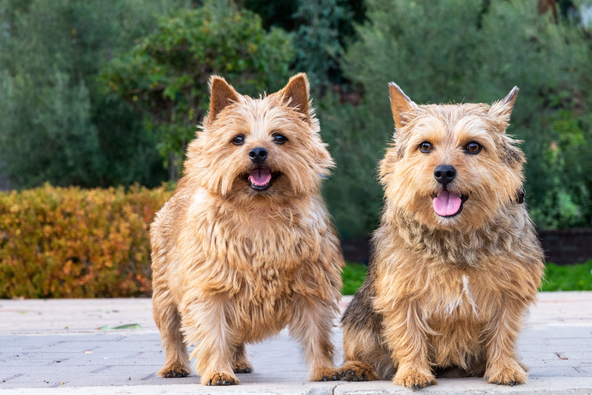 Estará o seu cão entre os mais inteligentes do mundo?