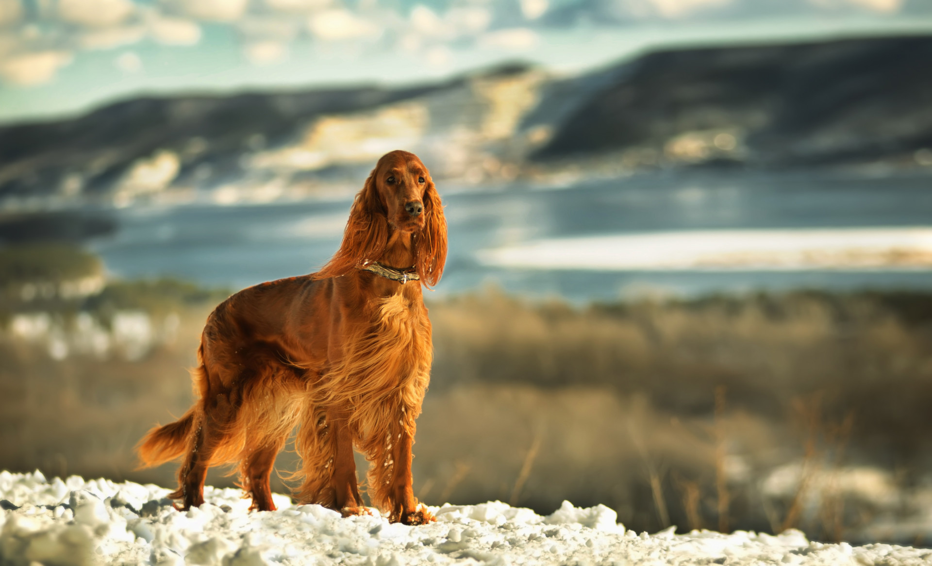 Estará o seu cão entre os mais inteligentes do mundo?