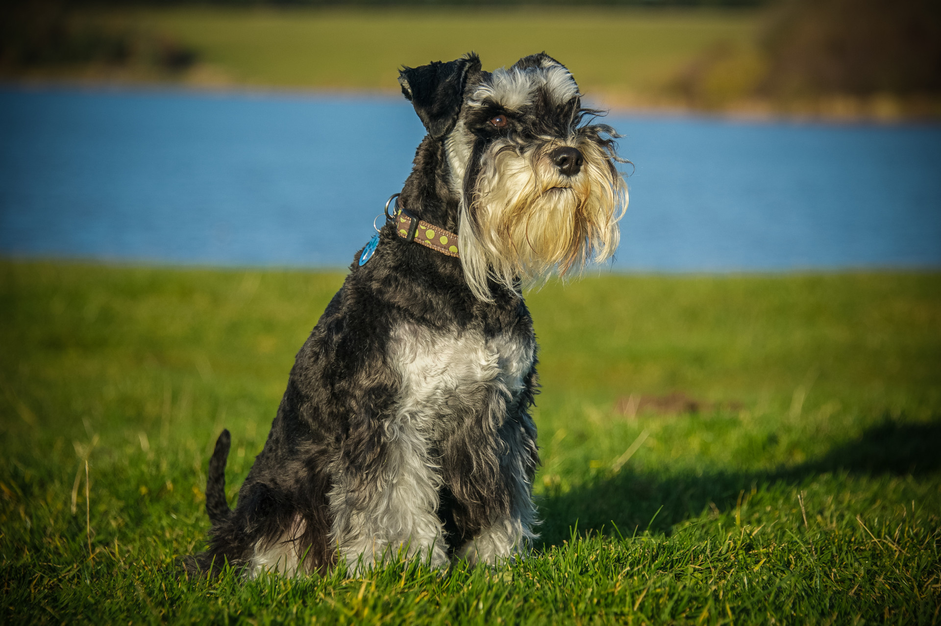 Estará o seu cão entre os mais inteligentes do mundo?