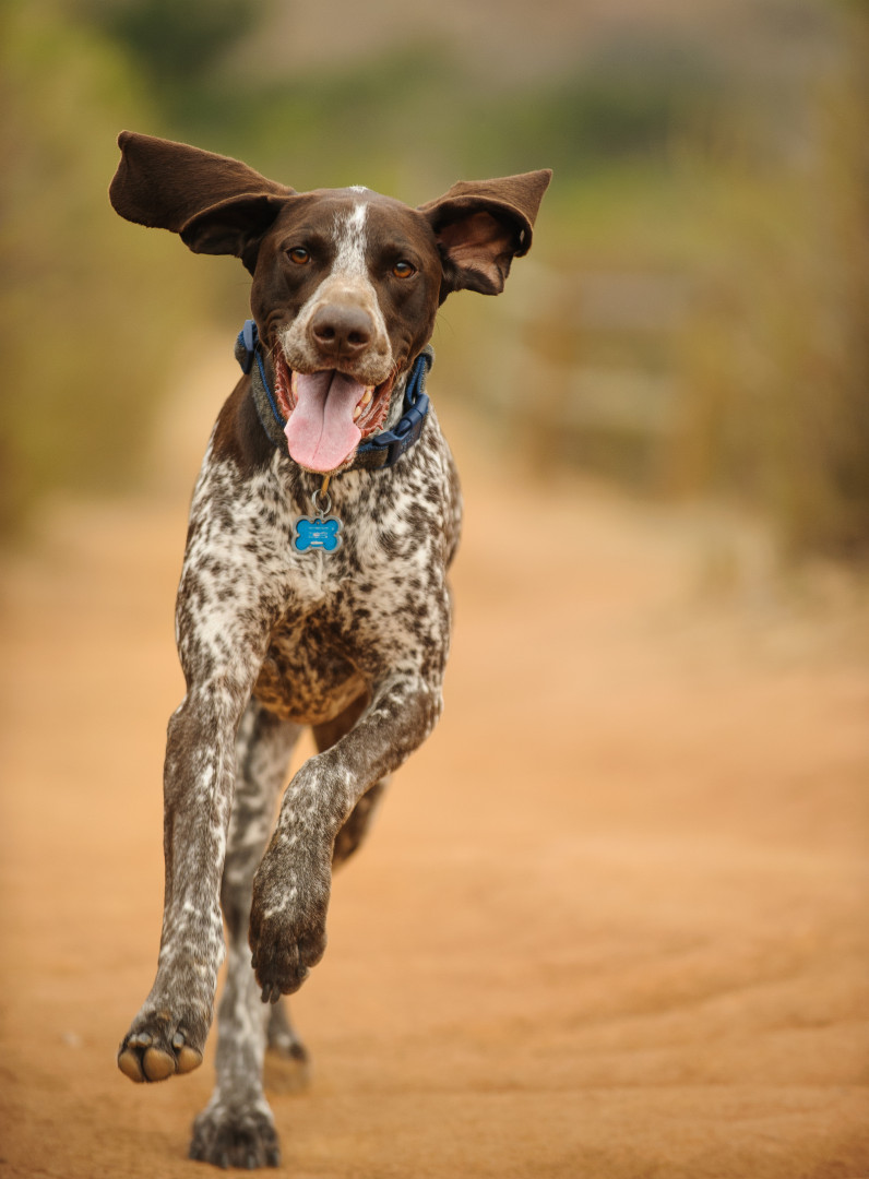 Estará o seu cão entre os mais inteligentes do mundo?