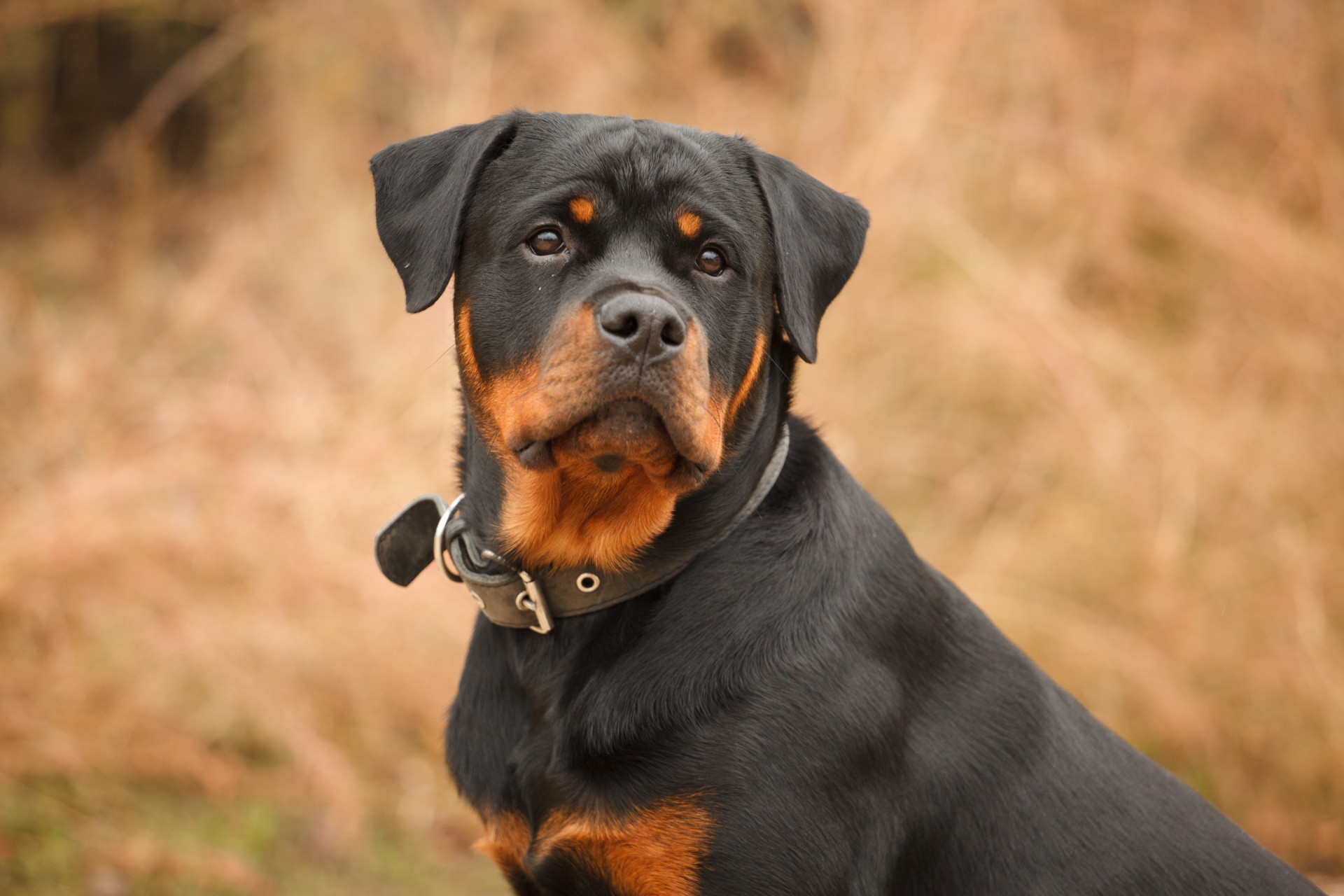 Estará o seu cão entre os mais inteligentes do mundo?