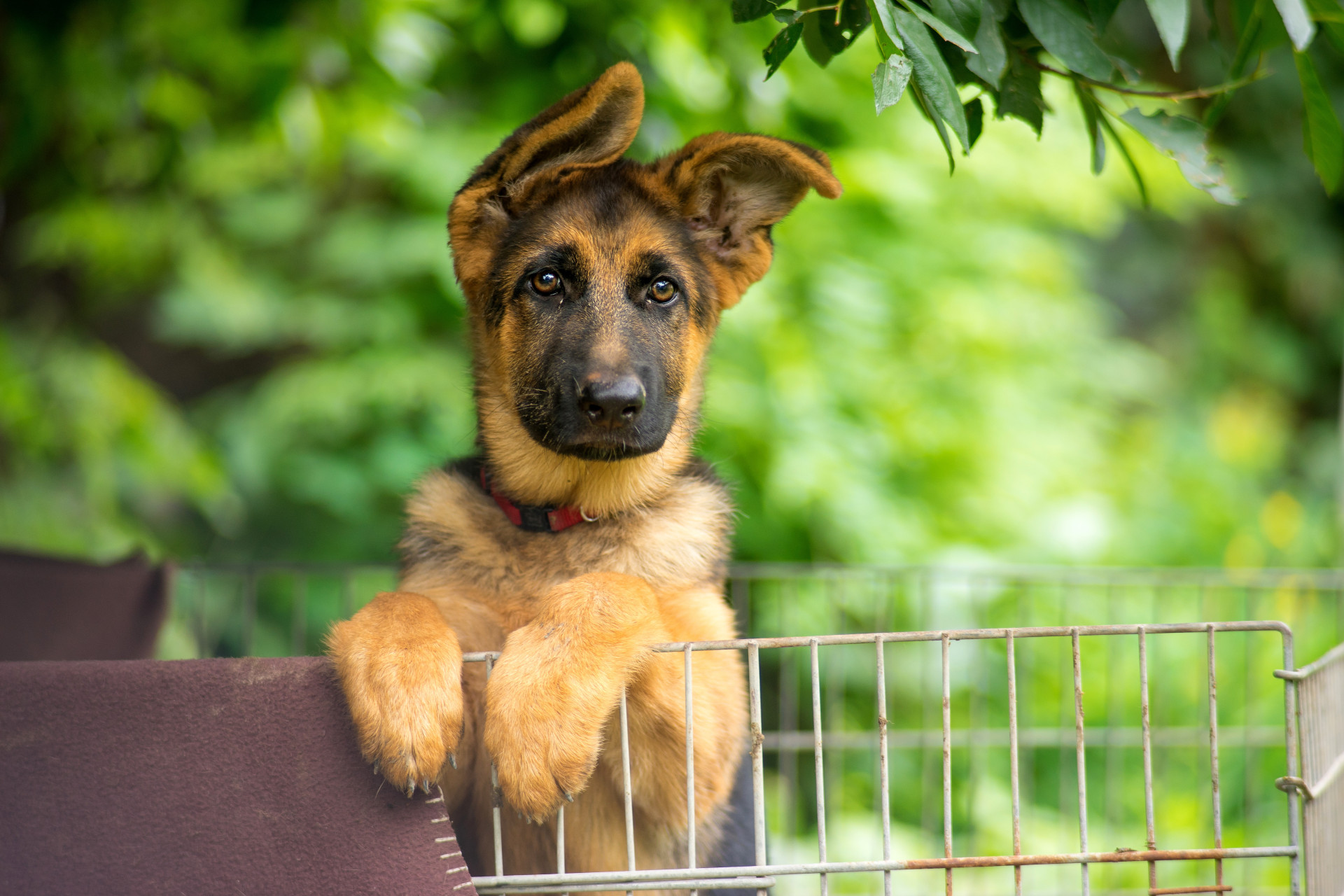 Estará o seu cão entre os mais inteligentes do mundo?