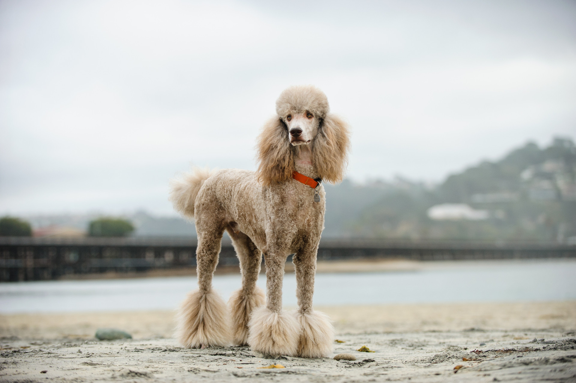 Estará o seu cão entre os mais inteligentes do mundo?