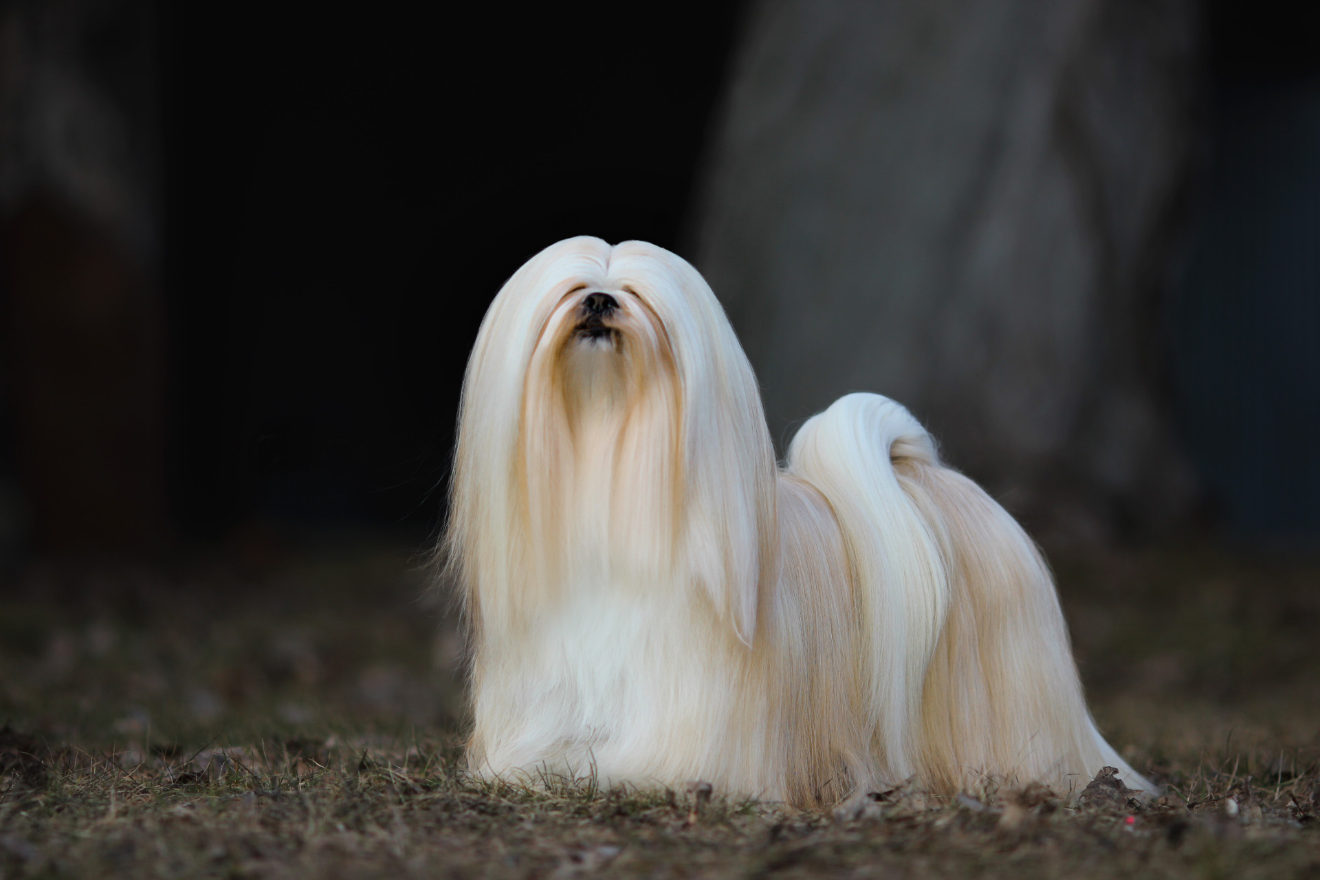 As raças de cães que melhor se adaptam às famílias