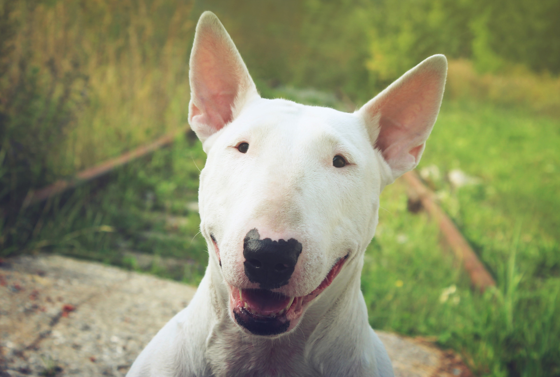 As raças de cães que melhor se adaptam às famílias