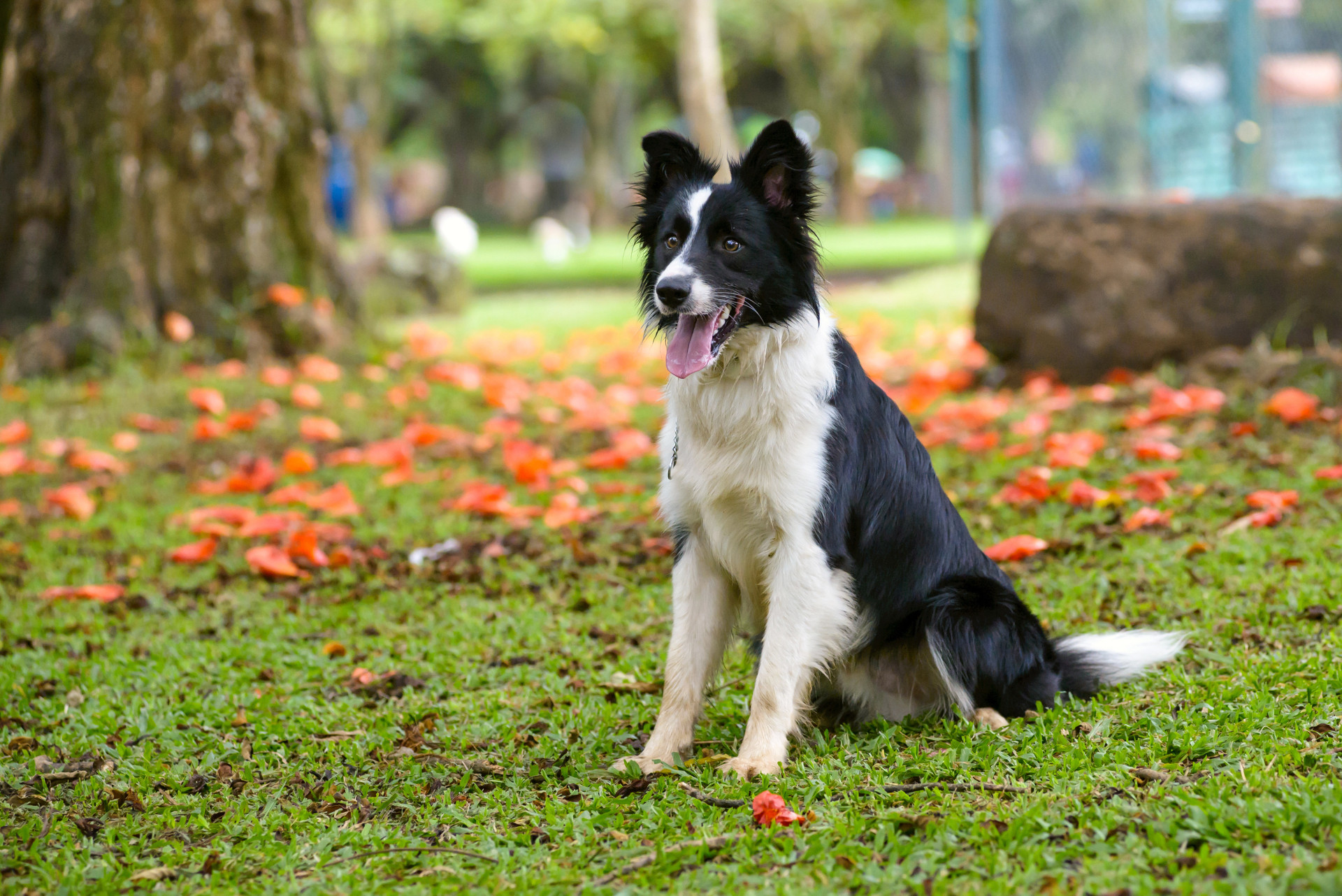 As raças de cães que melhor se adaptam às famílias