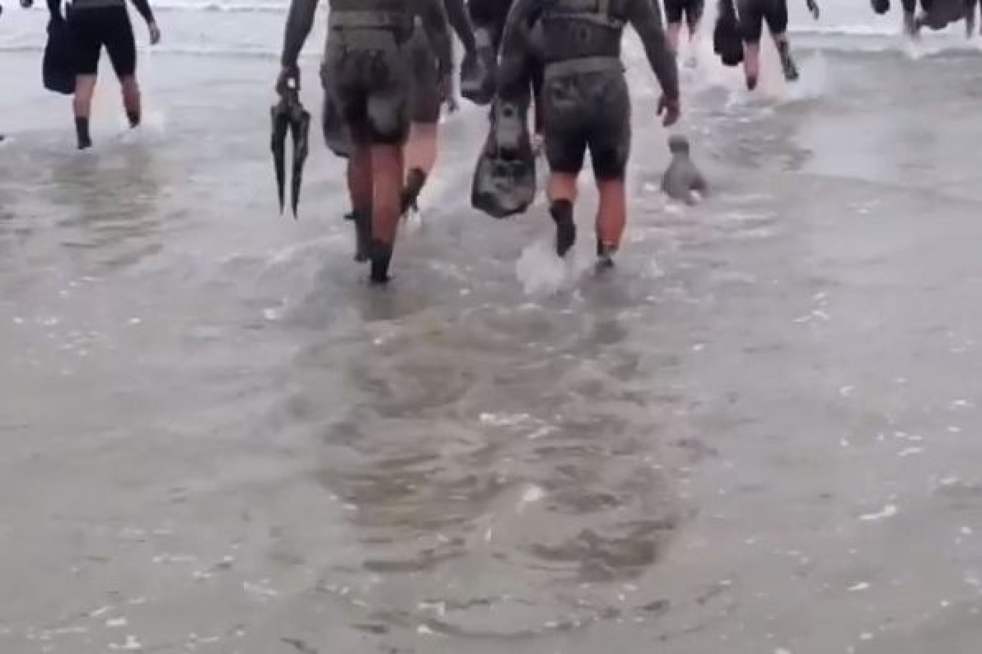 Navy Seals têm aluno inesperado durante exercício... um leão marinho bebé