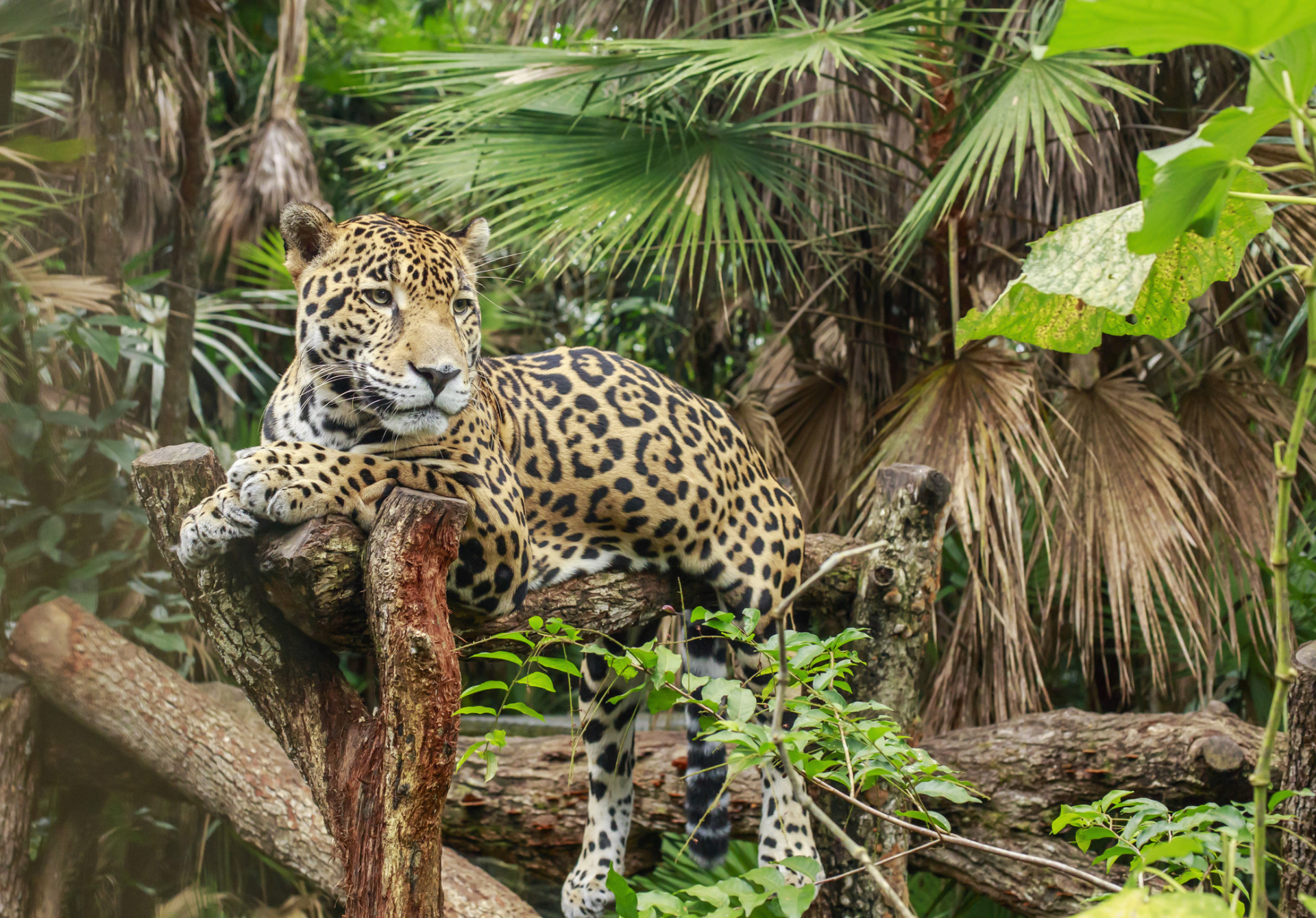 Perca-se pelo fascinante paraíso do Belize
