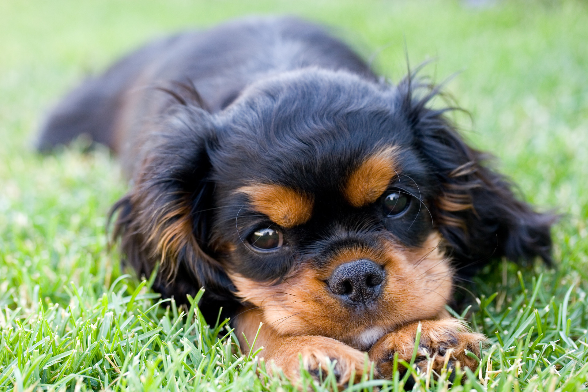As melhores raças de cães para quem sofre de depressão