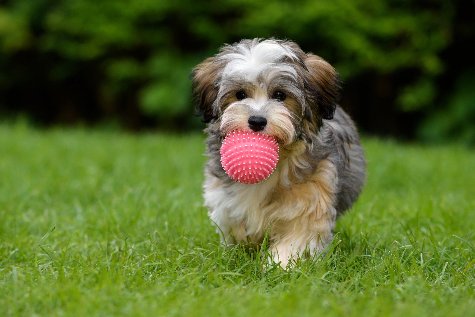 As melhores raças de cães para quem sofre de depressão