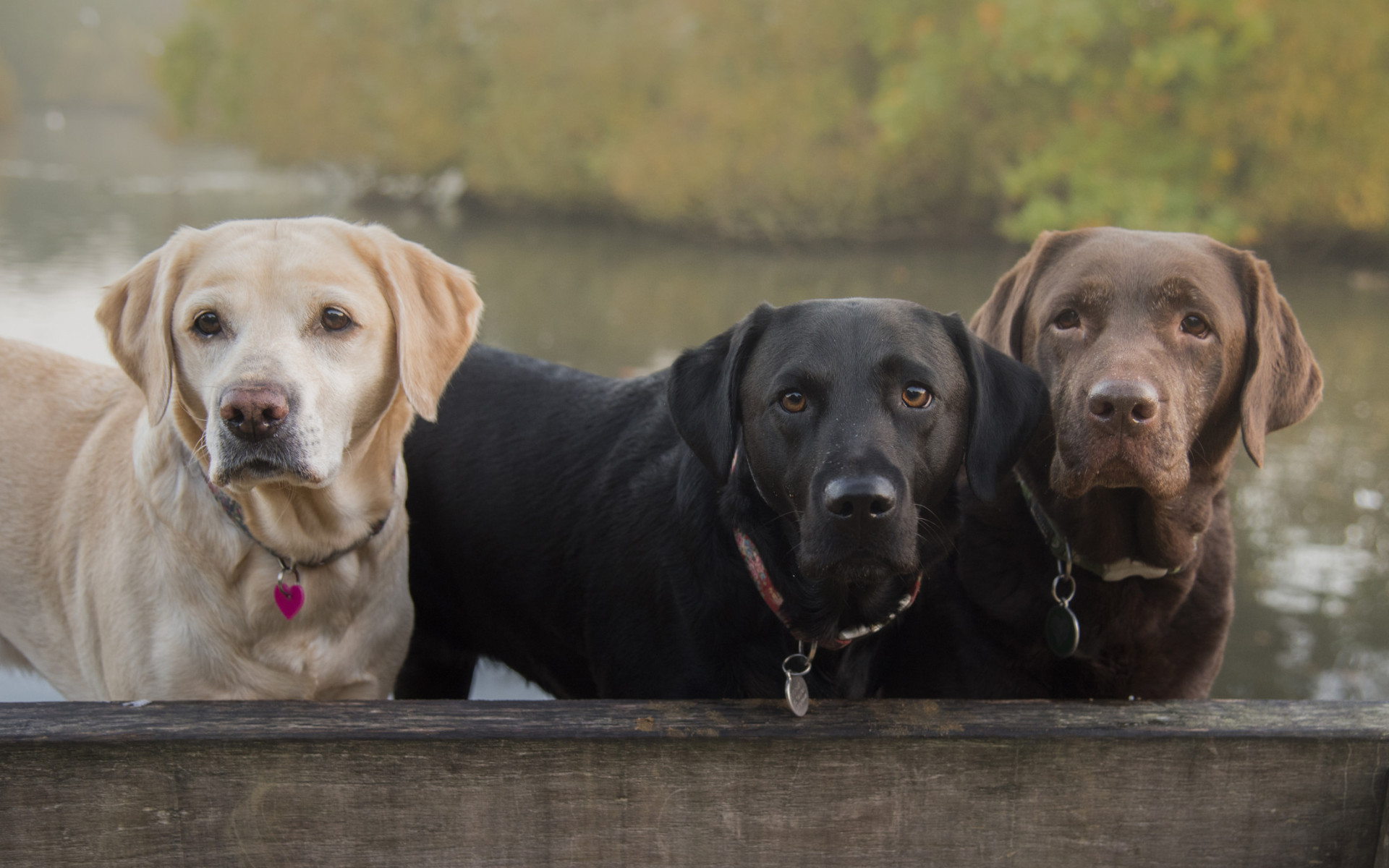 As melhores raças de cães para quem sofre de depressão