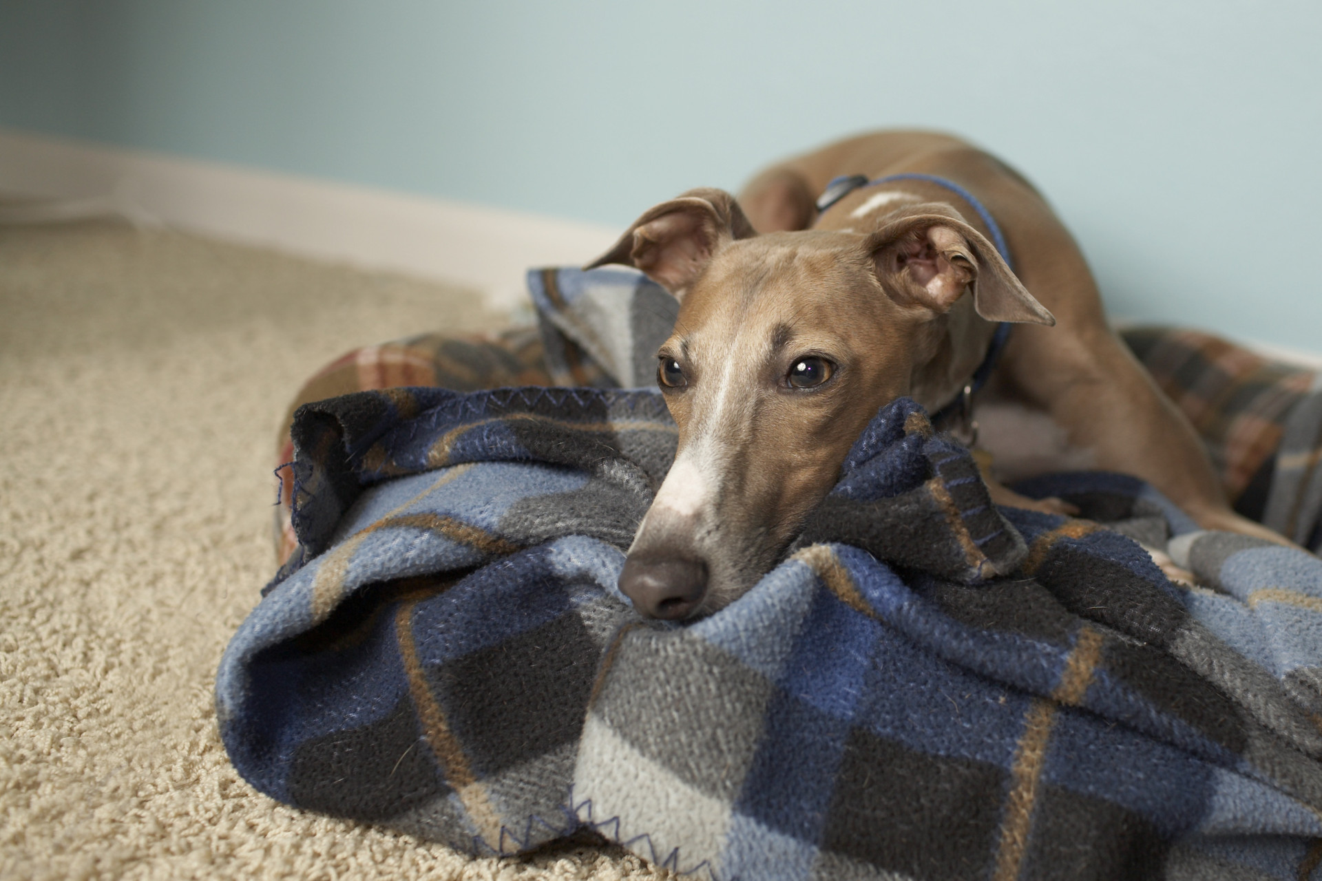 As melhores raças de cães para quem sofre de depressão