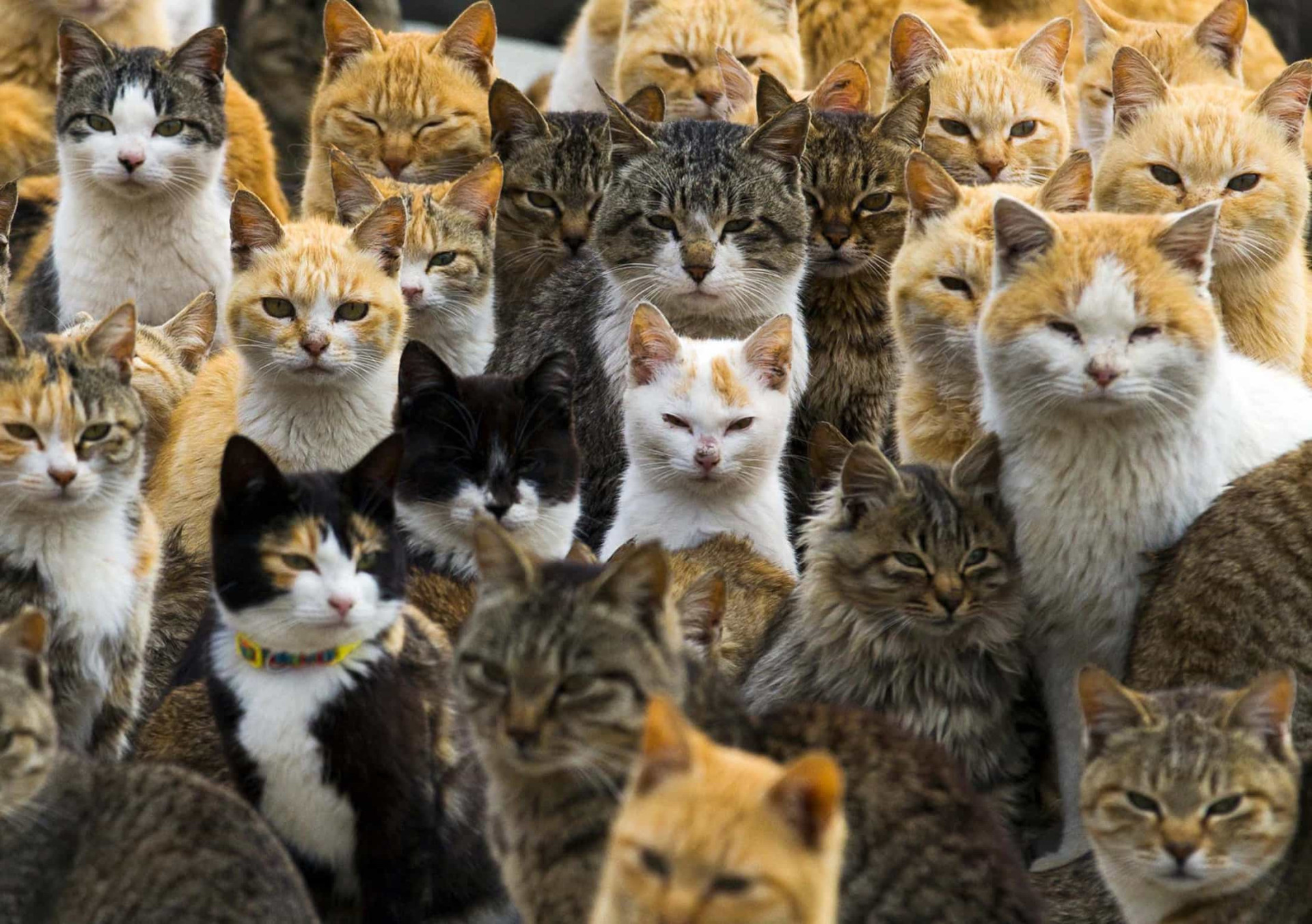 Um estranho fenómeno. Espreite a surreal e mágica 'Ilha dos Gatos'