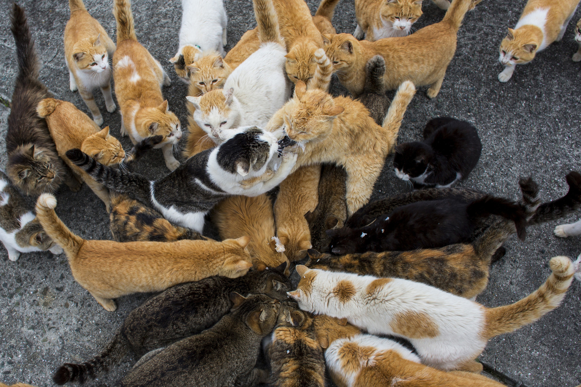 Um estranho fenómeno. Espreite a surreal e mágica 'Ilha dos Gatos'
