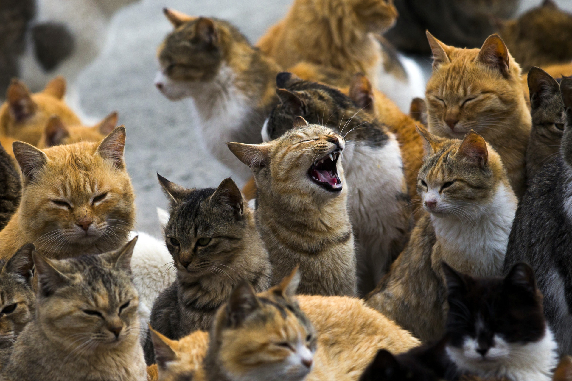 Um estranho fenómeno. Espreite a surreal e mágica 'Ilha dos Gatos'