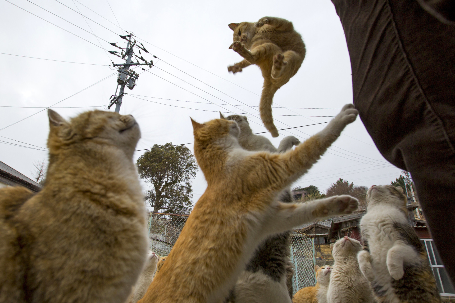 Um estranho fenómeno. Espreite a surreal e mágica 'Ilha dos Gatos'