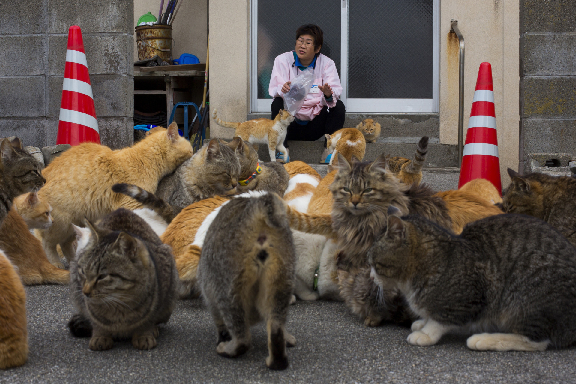 Um estranho fenómeno. Espreite a surreal e mágica 'Ilha dos Gatos'
