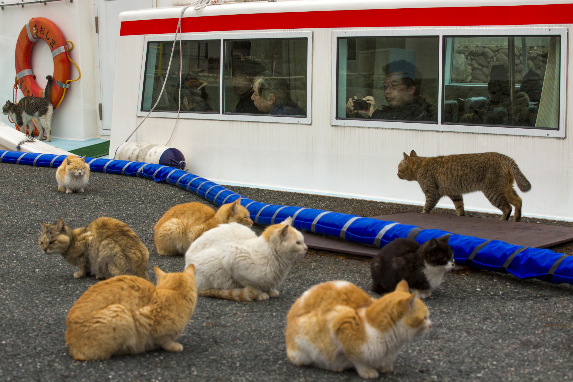 Um estranho fenómeno. Espreite a surreal e mágica 'Ilha dos Gatos'