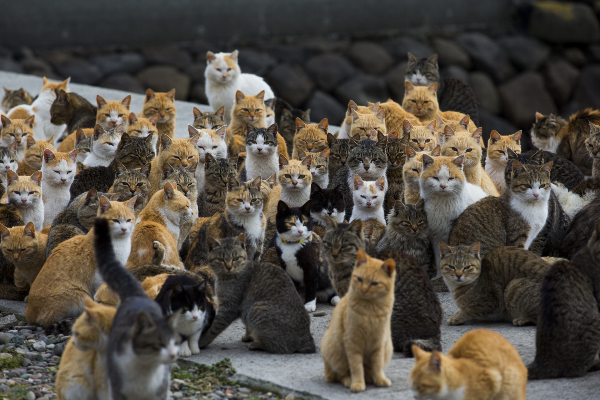Um estranho fenómeno. Espreite a surreal e mágica 'Ilha dos Gatos'