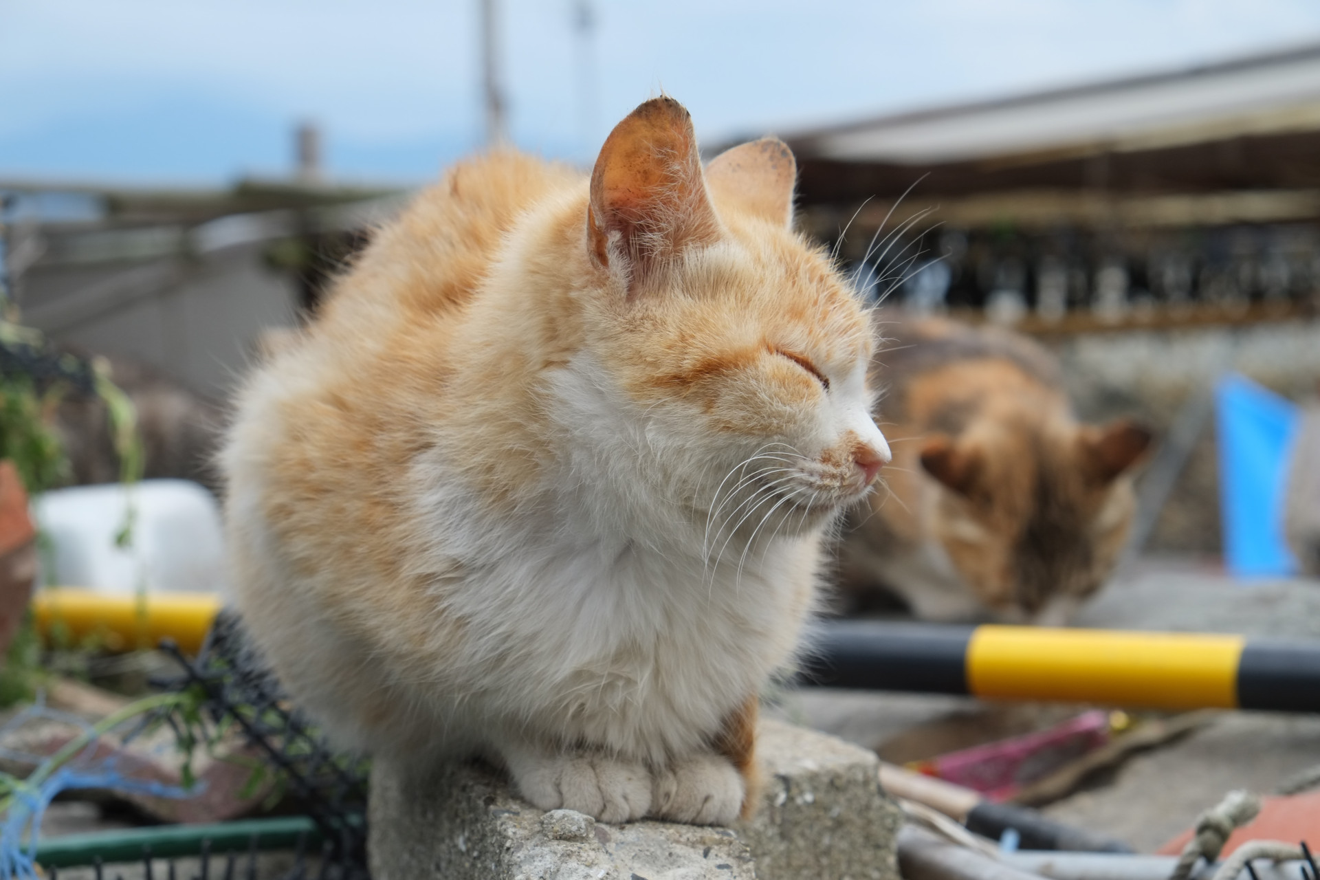 Um estranho fenómeno. Espreite a surreal e mágica 'Ilha dos Gatos'