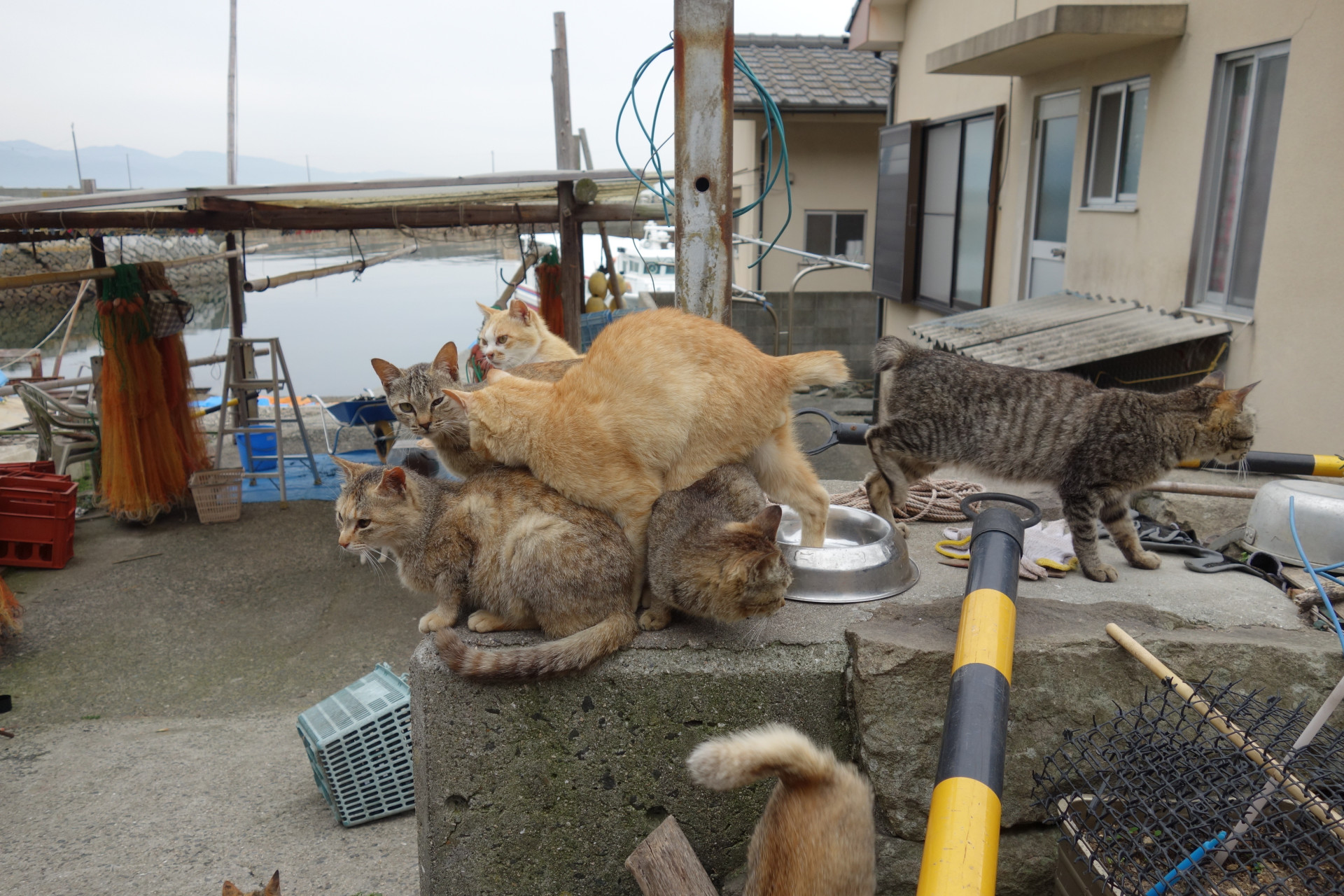 Um estranho fenómeno. Espreite a surreal e mágica 'Ilha dos Gatos'