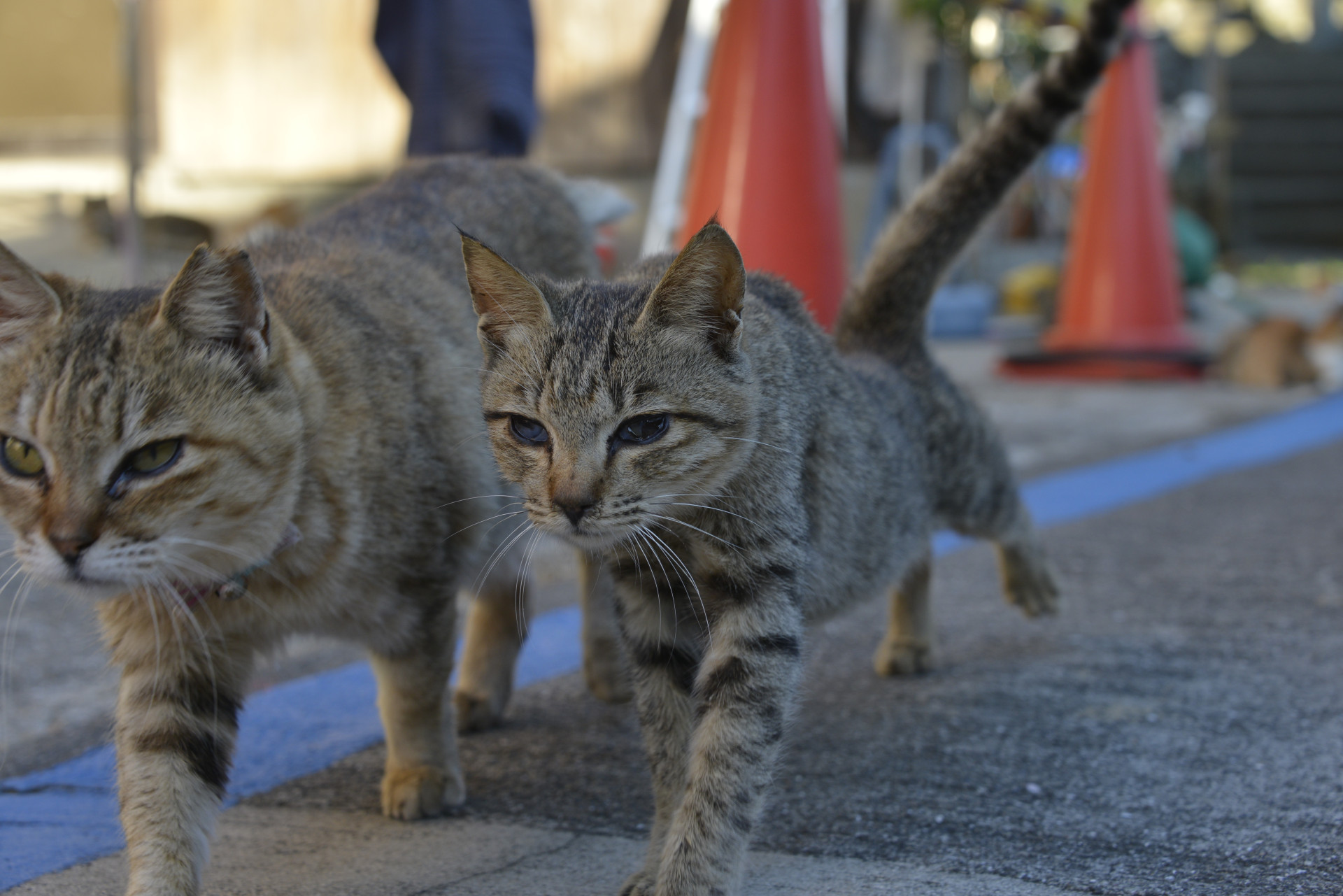 Um estranho fenómeno. Espreite a surreal e mágica 'Ilha dos Gatos'
