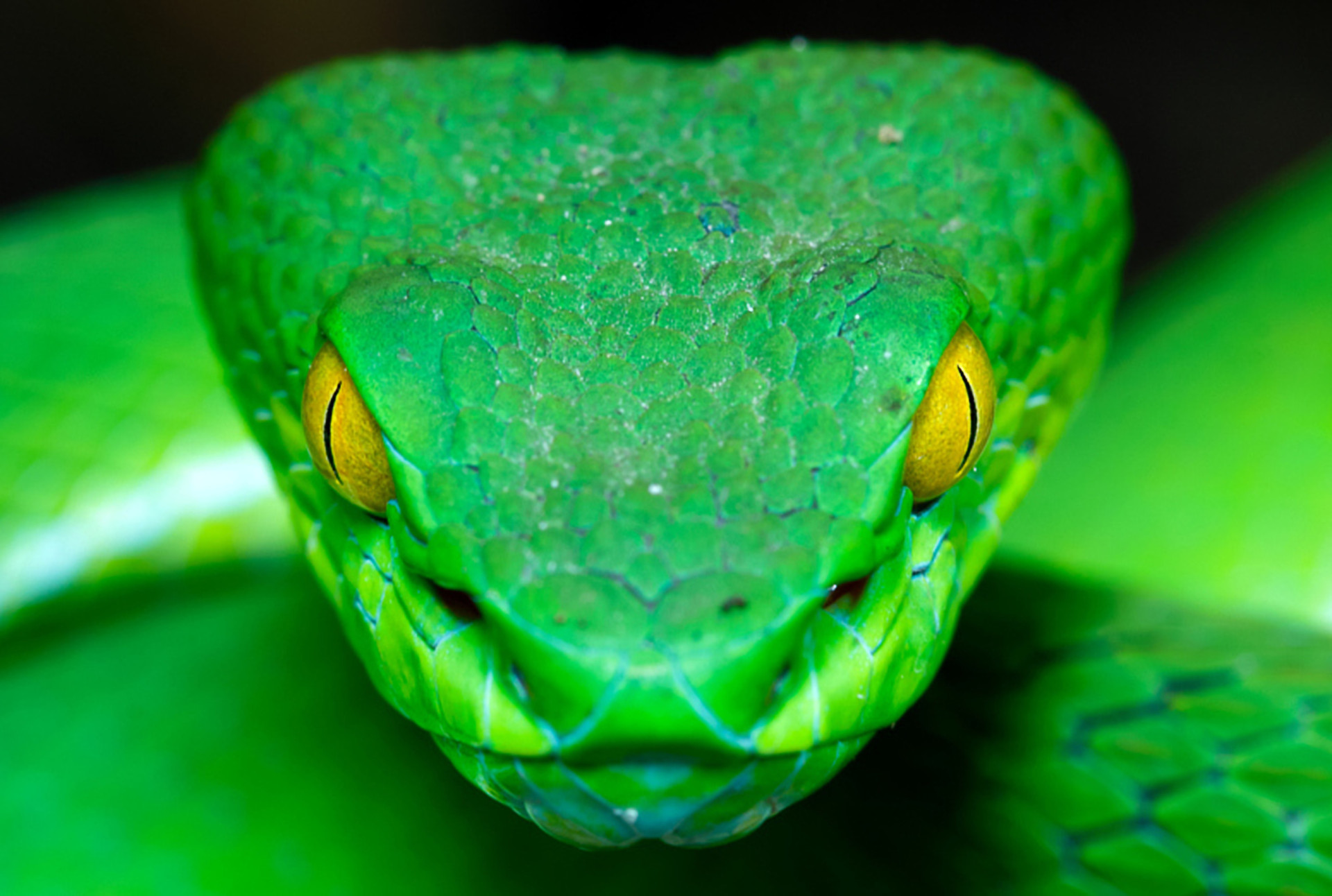 Os olhares mais belos e indiscretos do reino animal