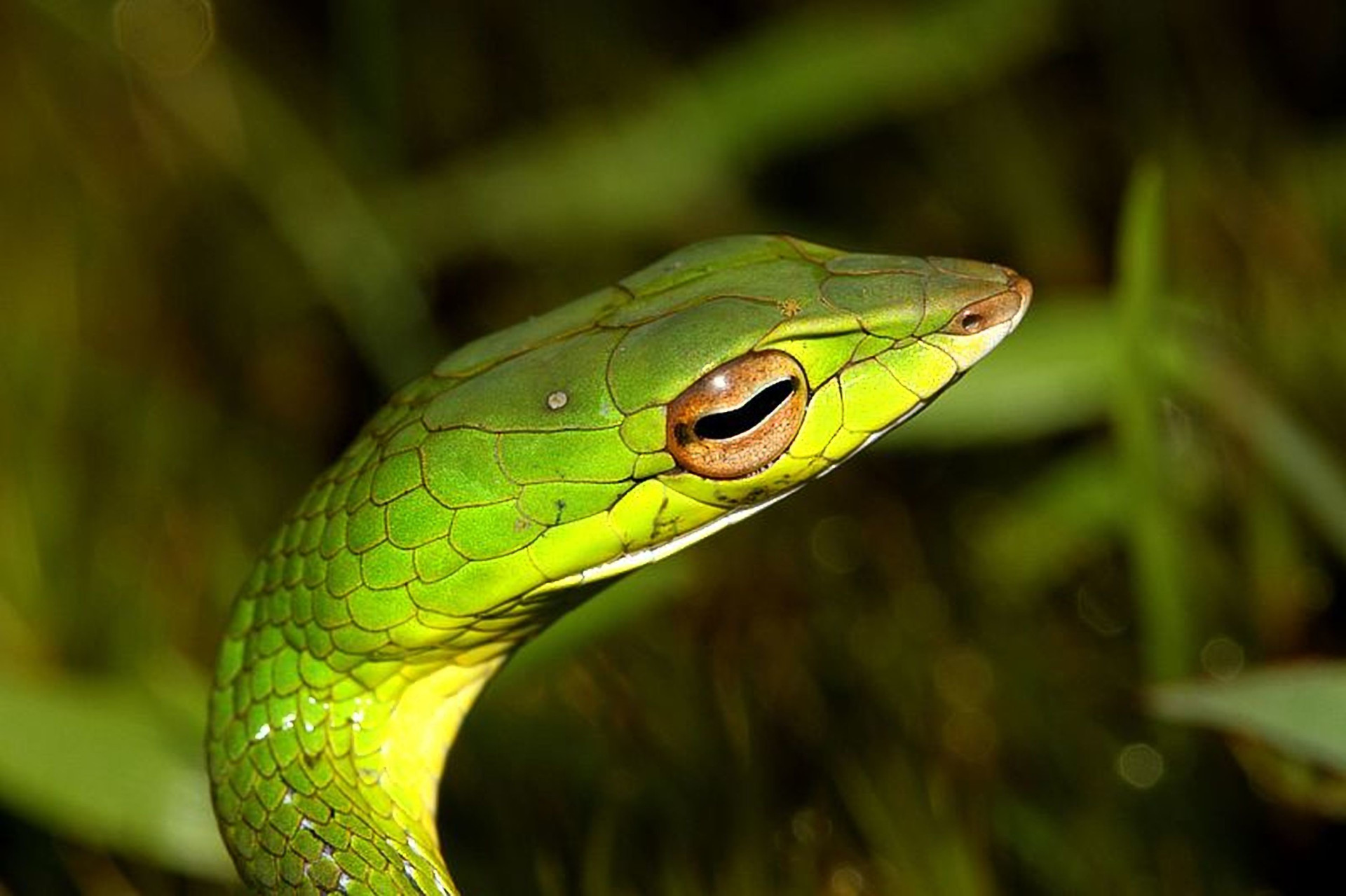 Os olhares mais belos e indiscretos do reino animal