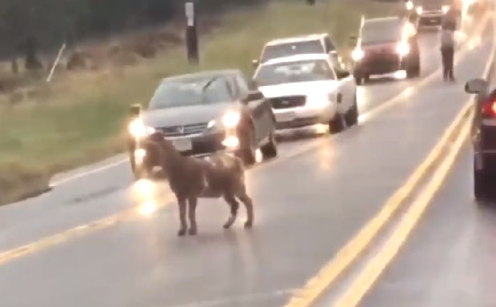 Cabra passeia por estrada e cria confusão no trânsito em Washington