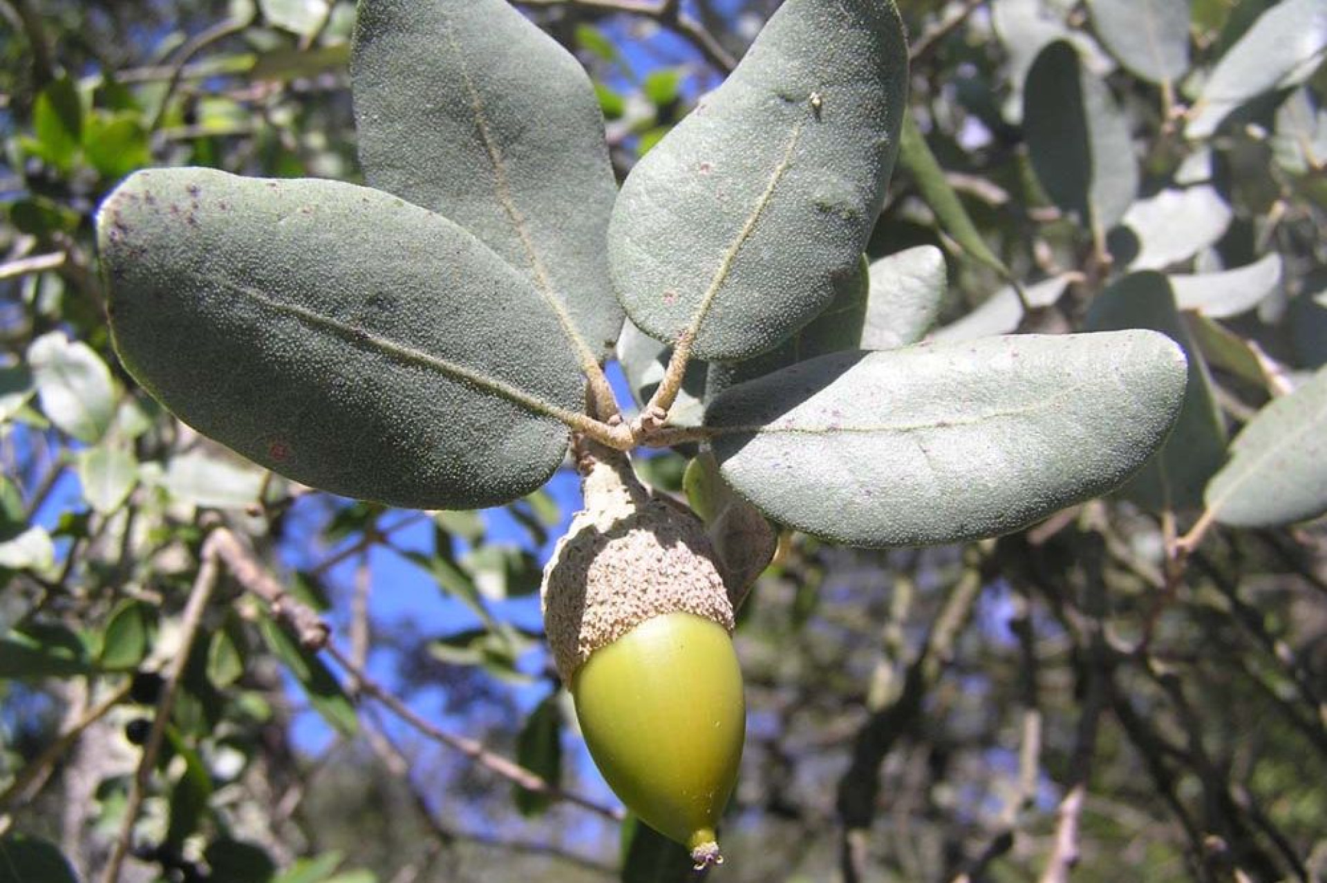 Os piores factos ambientais de 2018, segundo a Quercus