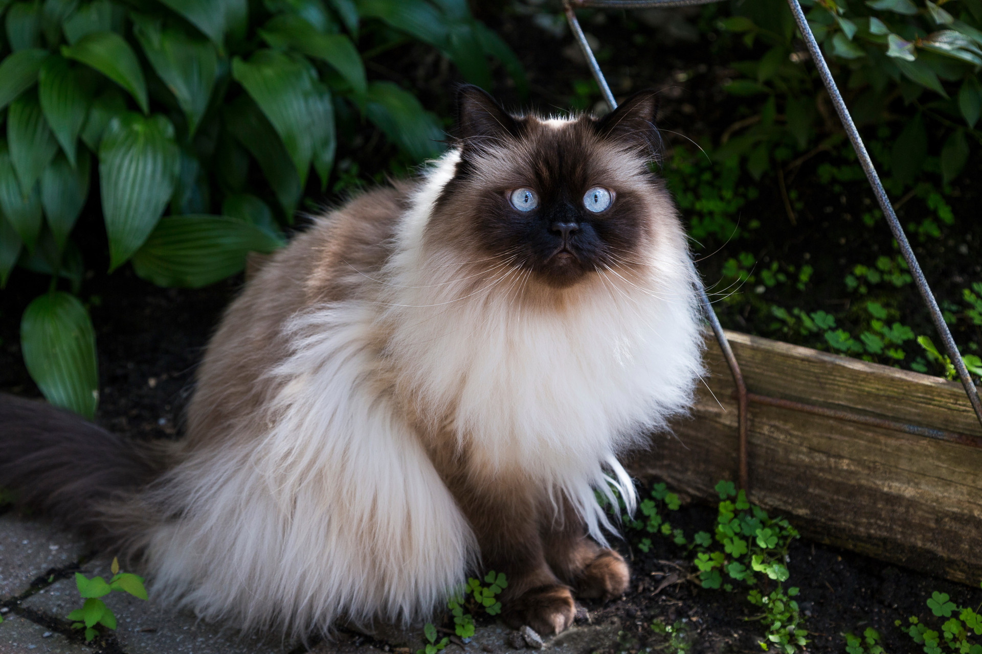 As melhores raças de gatos para ter em casa
