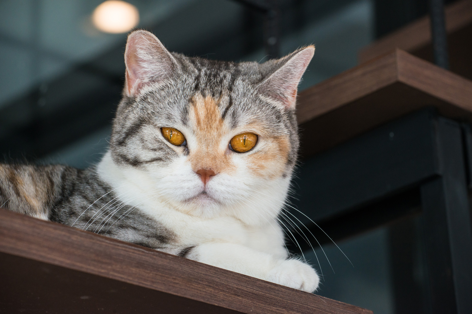 As melhores raças de gatos para ter em casa
