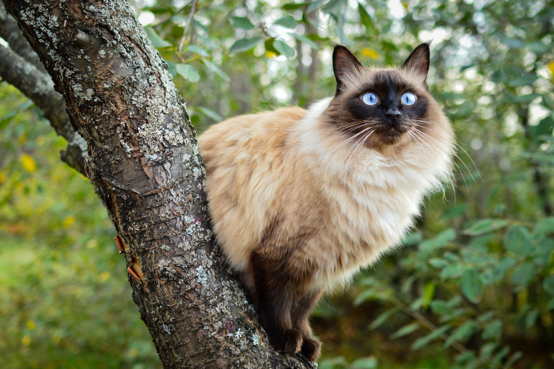 As melhores raças de gatos para ter em casa