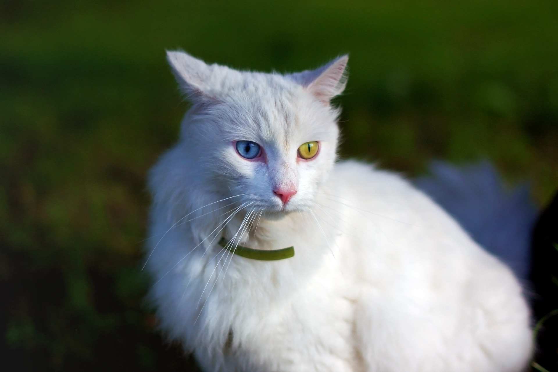 As melhores raças de gatos para ter em casa