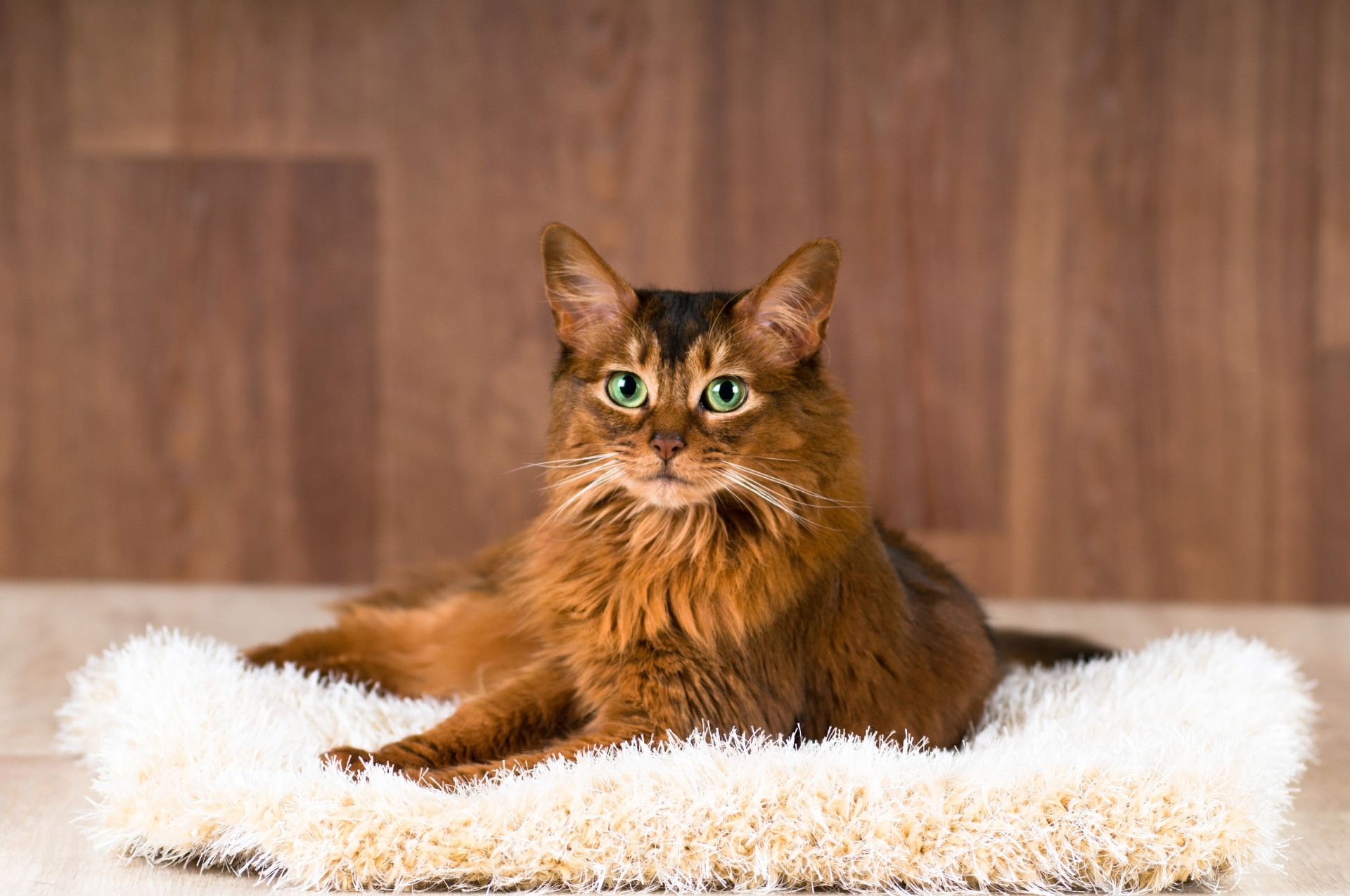 As melhores raças de gatos para ter em casa