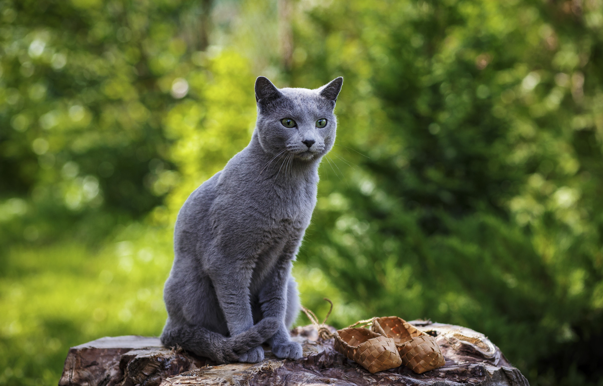 As melhores raças de gatos para ter em casa