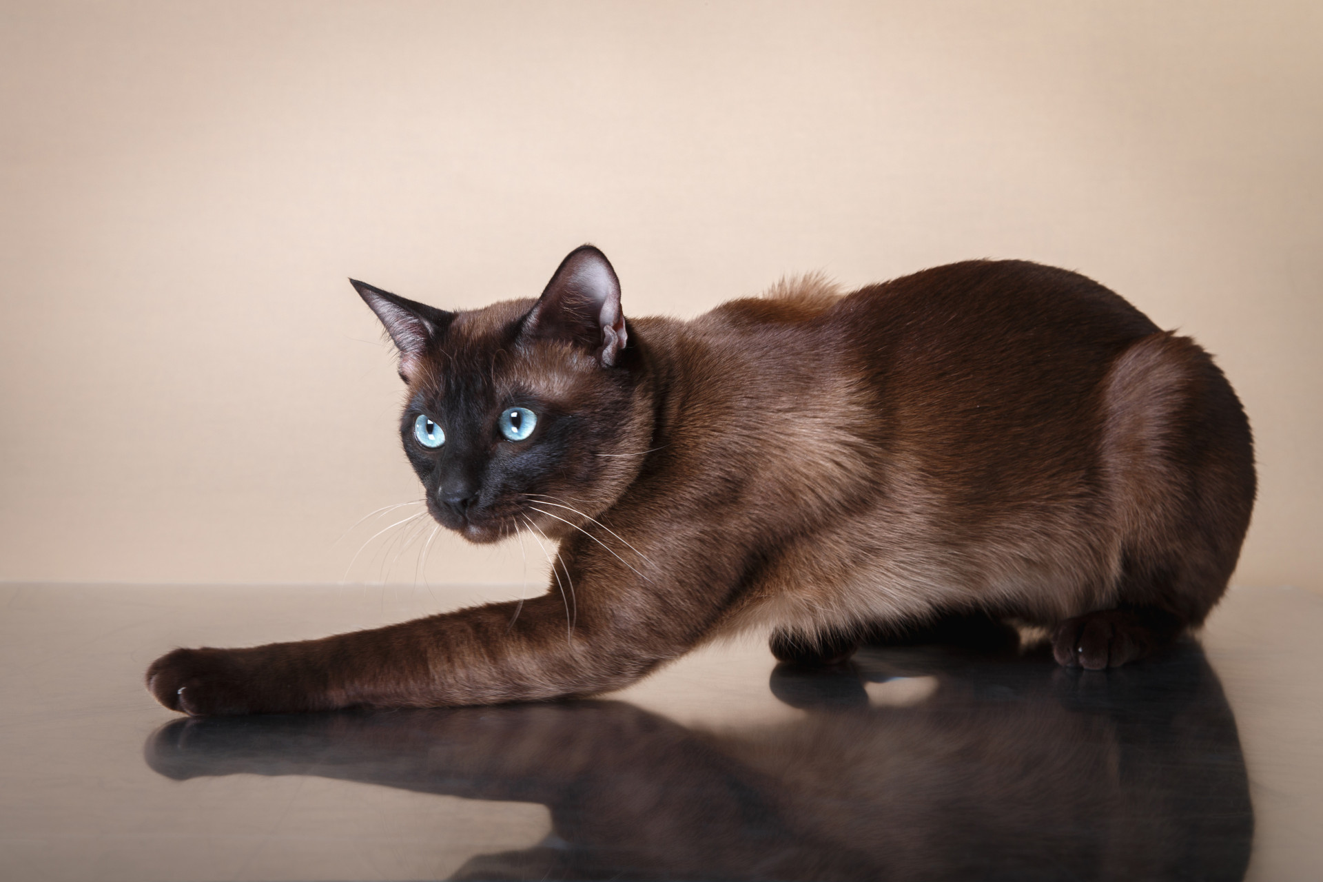 As melhores raças de gatos para ter em casa