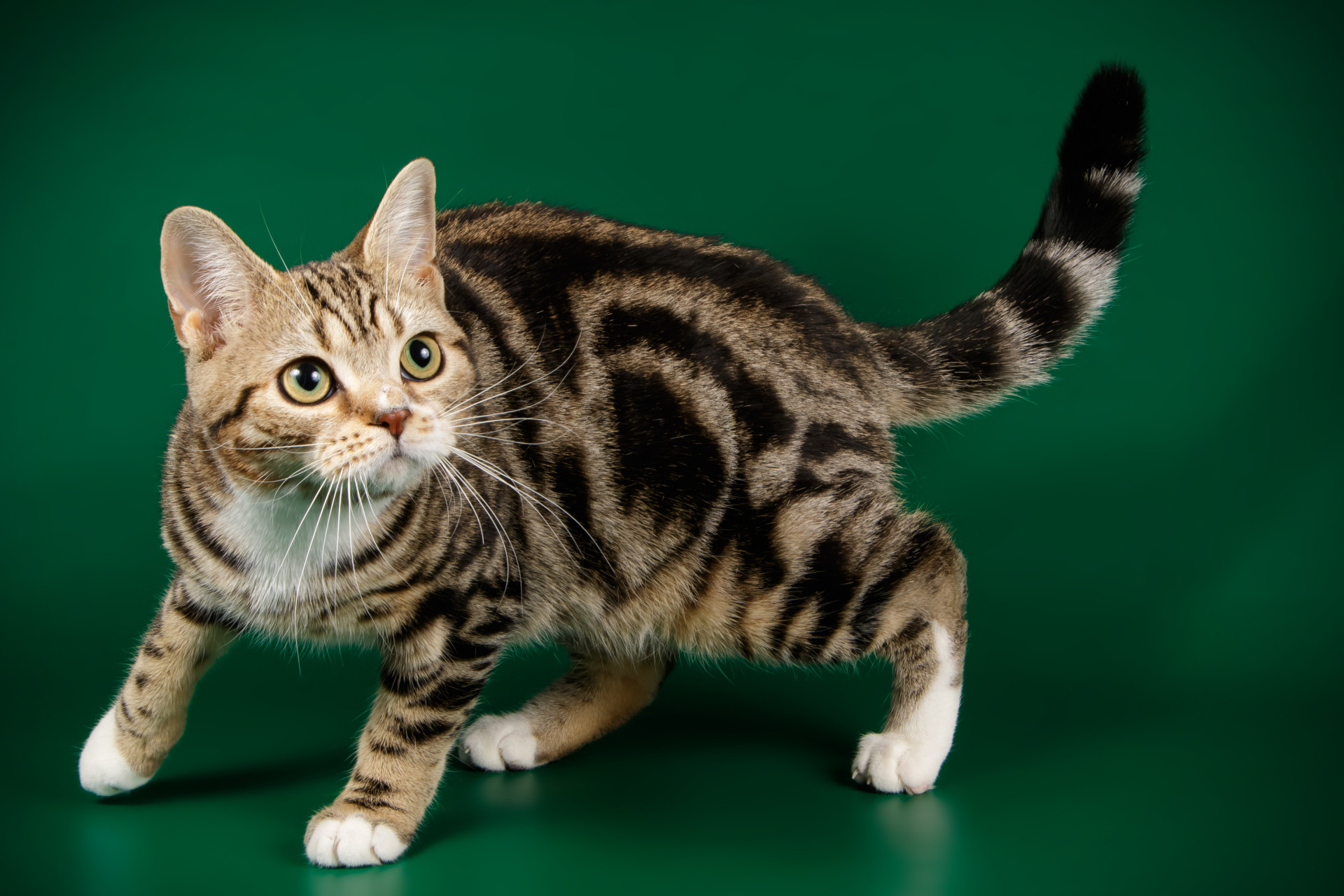 As melhores raças de gatos para ter em casa