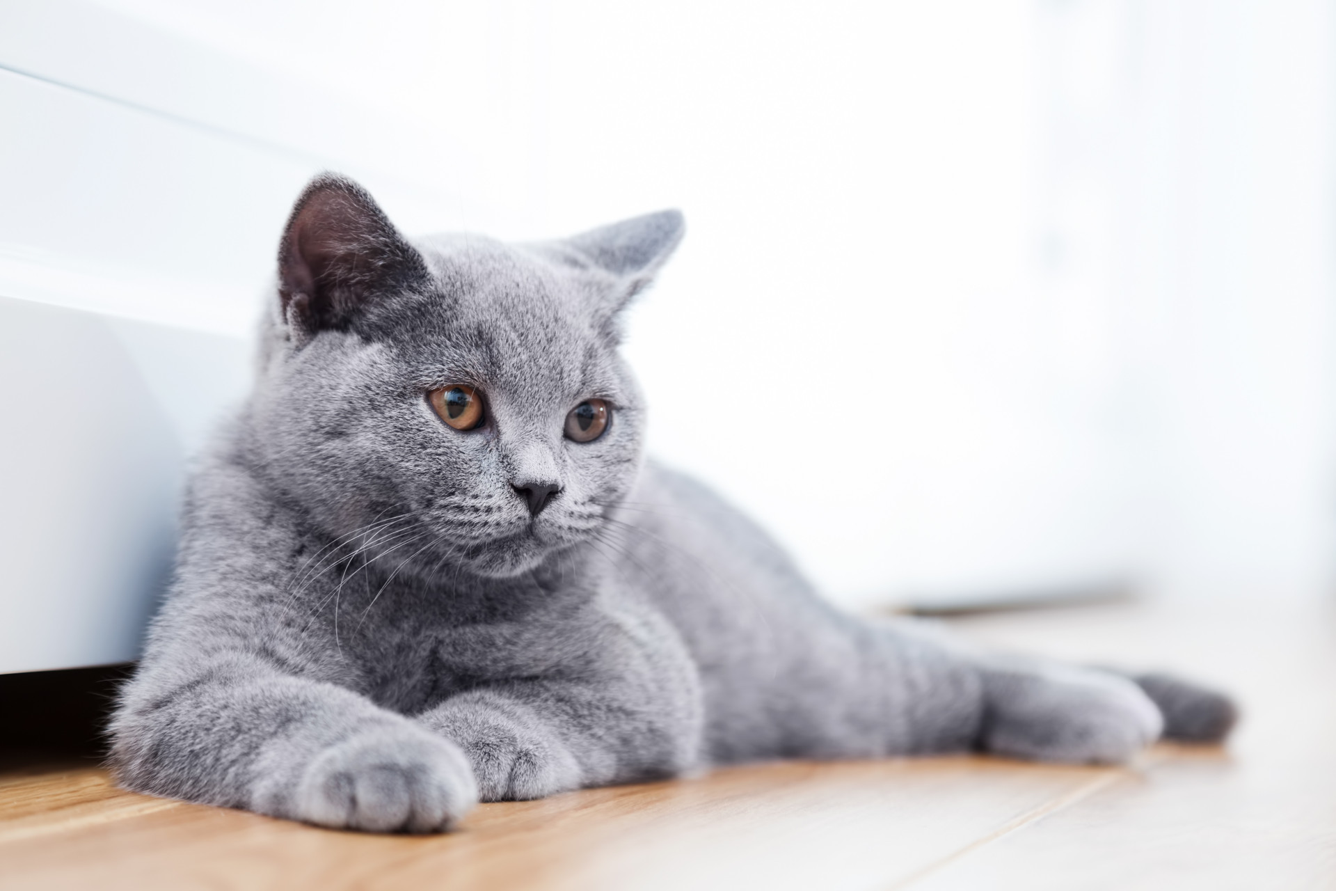 As melhores raças de gatos para ter em casa