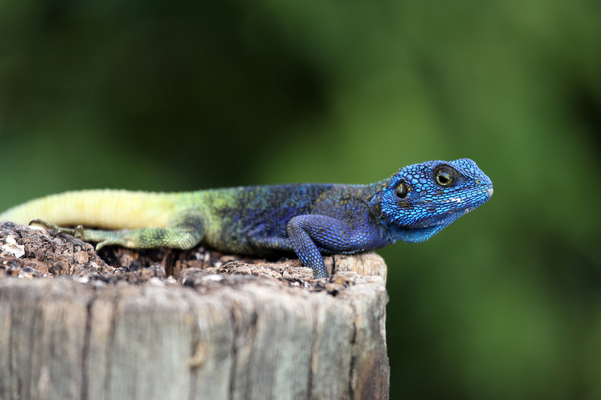 Hipnotizante: O azul vibrante dos animais