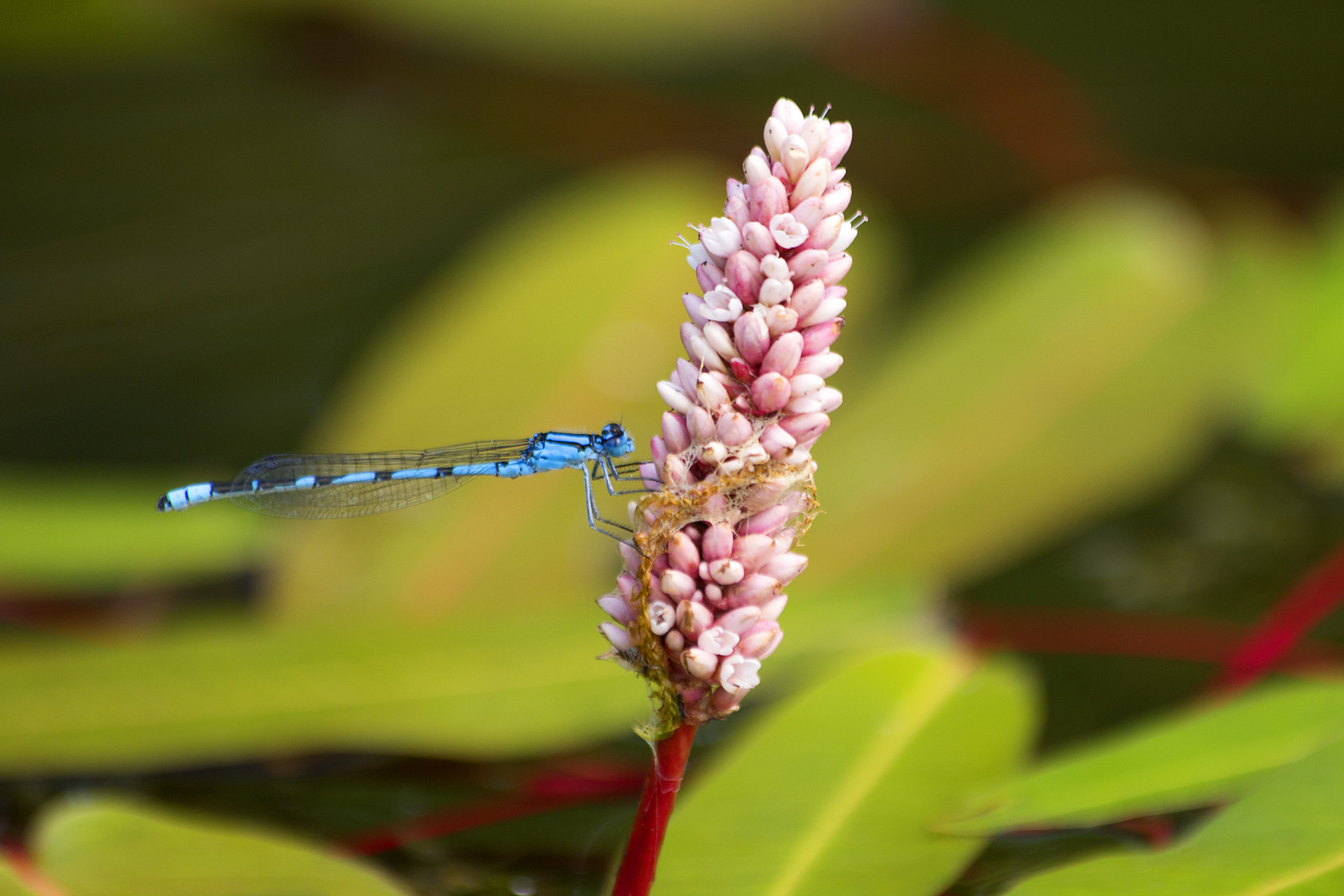 Hipnotizante: O azul vibrante dos animais