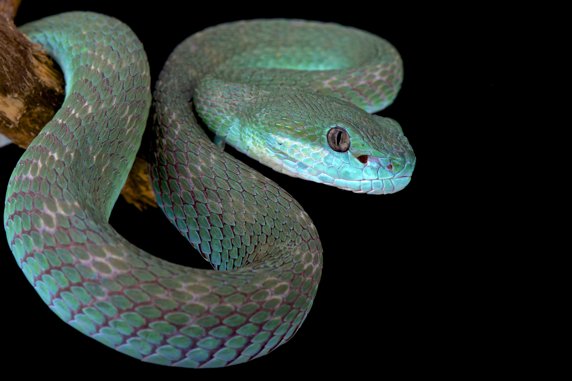 Hipnotizante: O azul vibrante dos animais