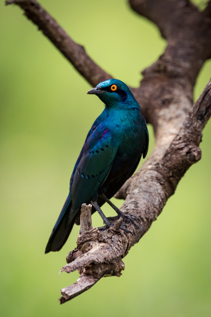 Hipnotizante: O azul vibrante dos animais