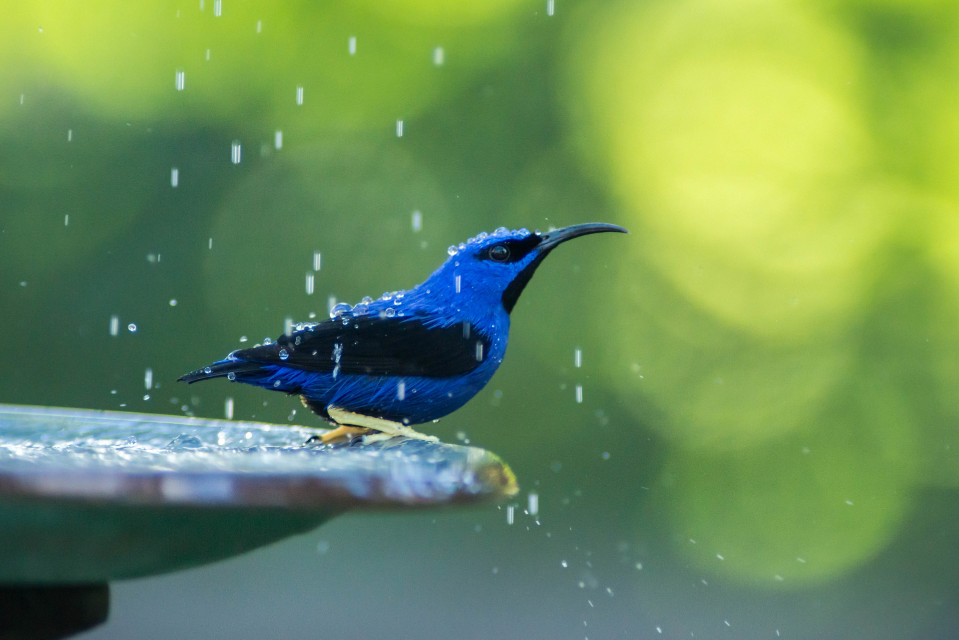 Hipnotizante: O azul vibrante dos animais