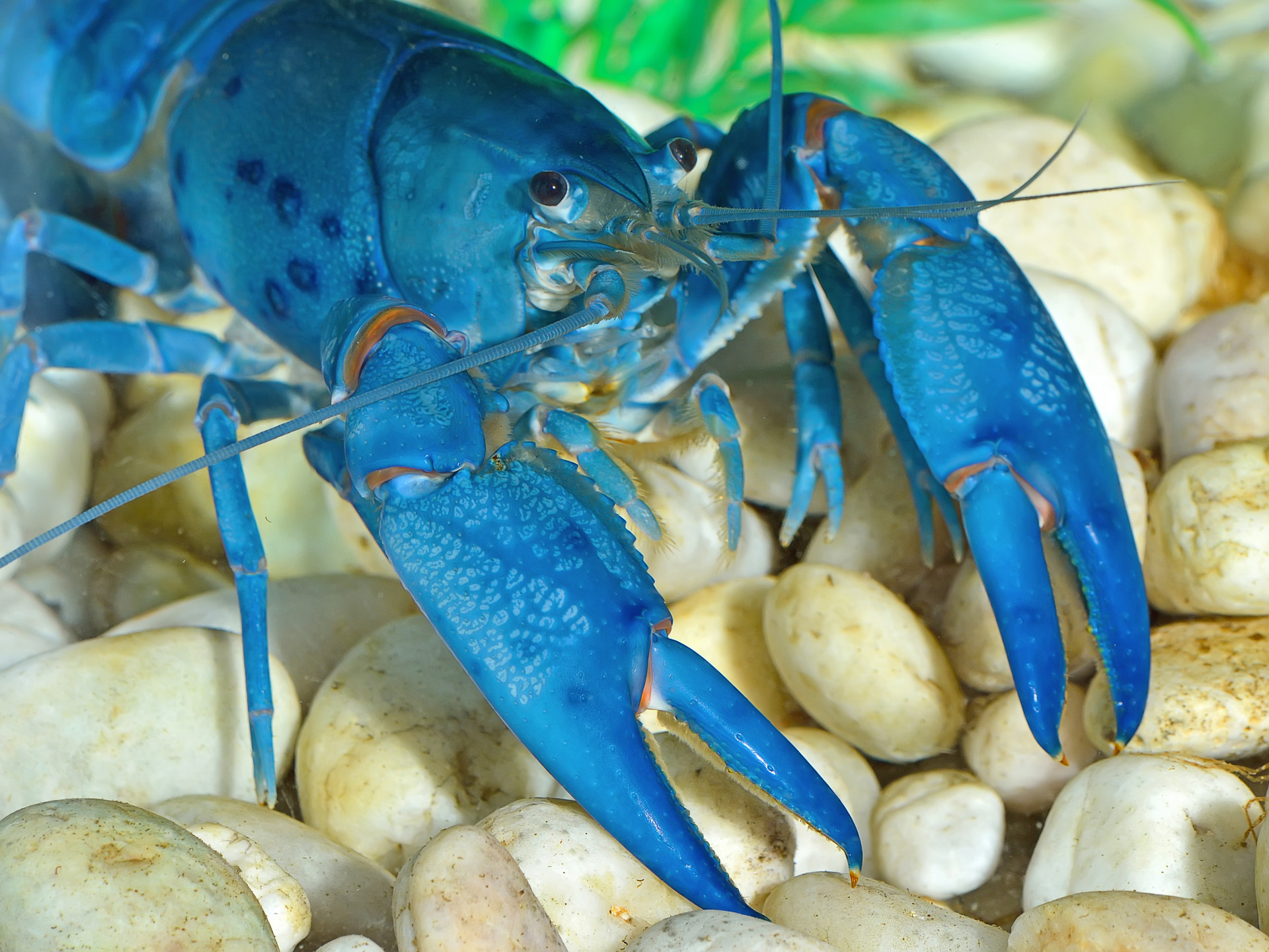 Hipnotizante: O azul vibrante dos animais