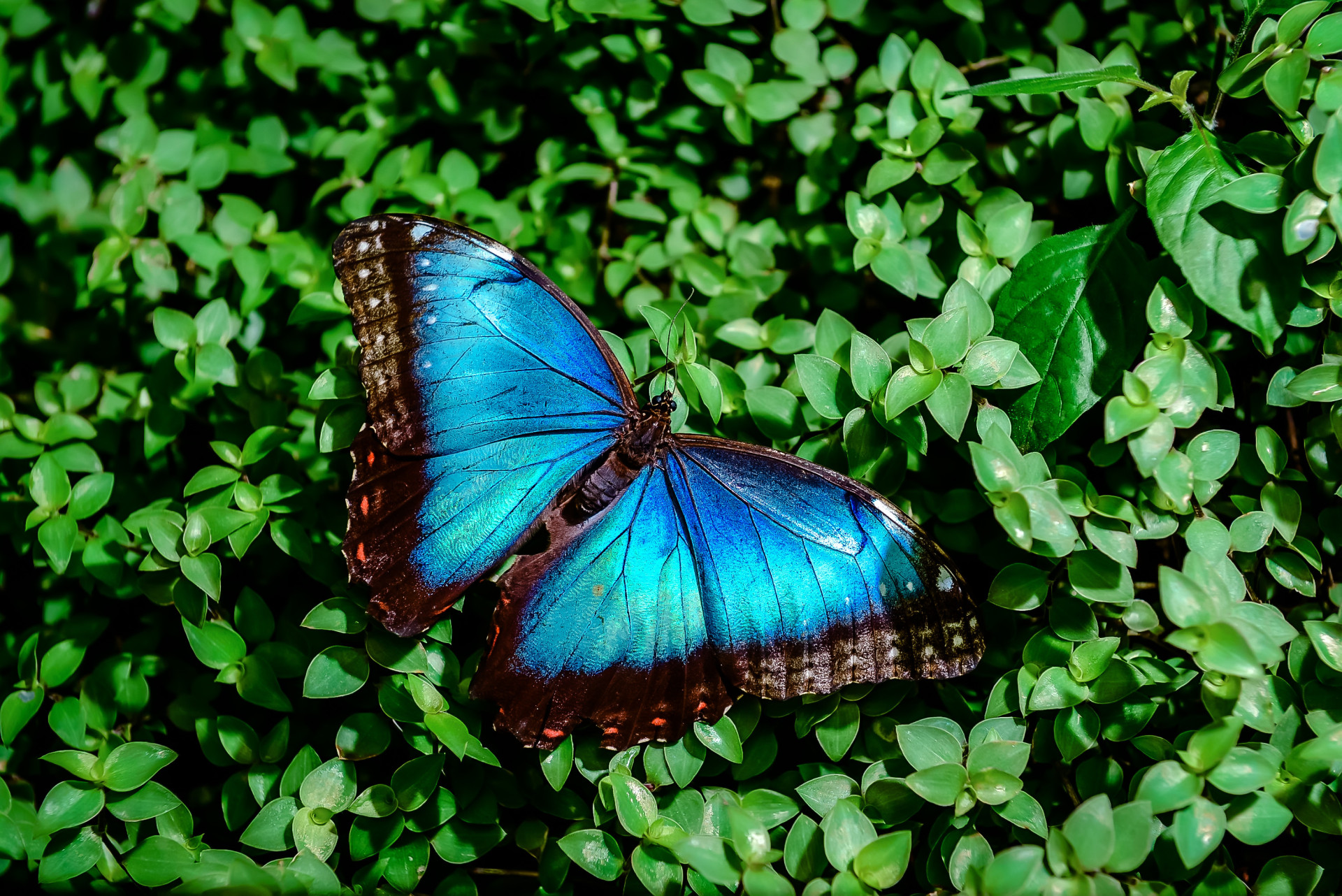 Hipnotizante: O azul vibrante dos animais