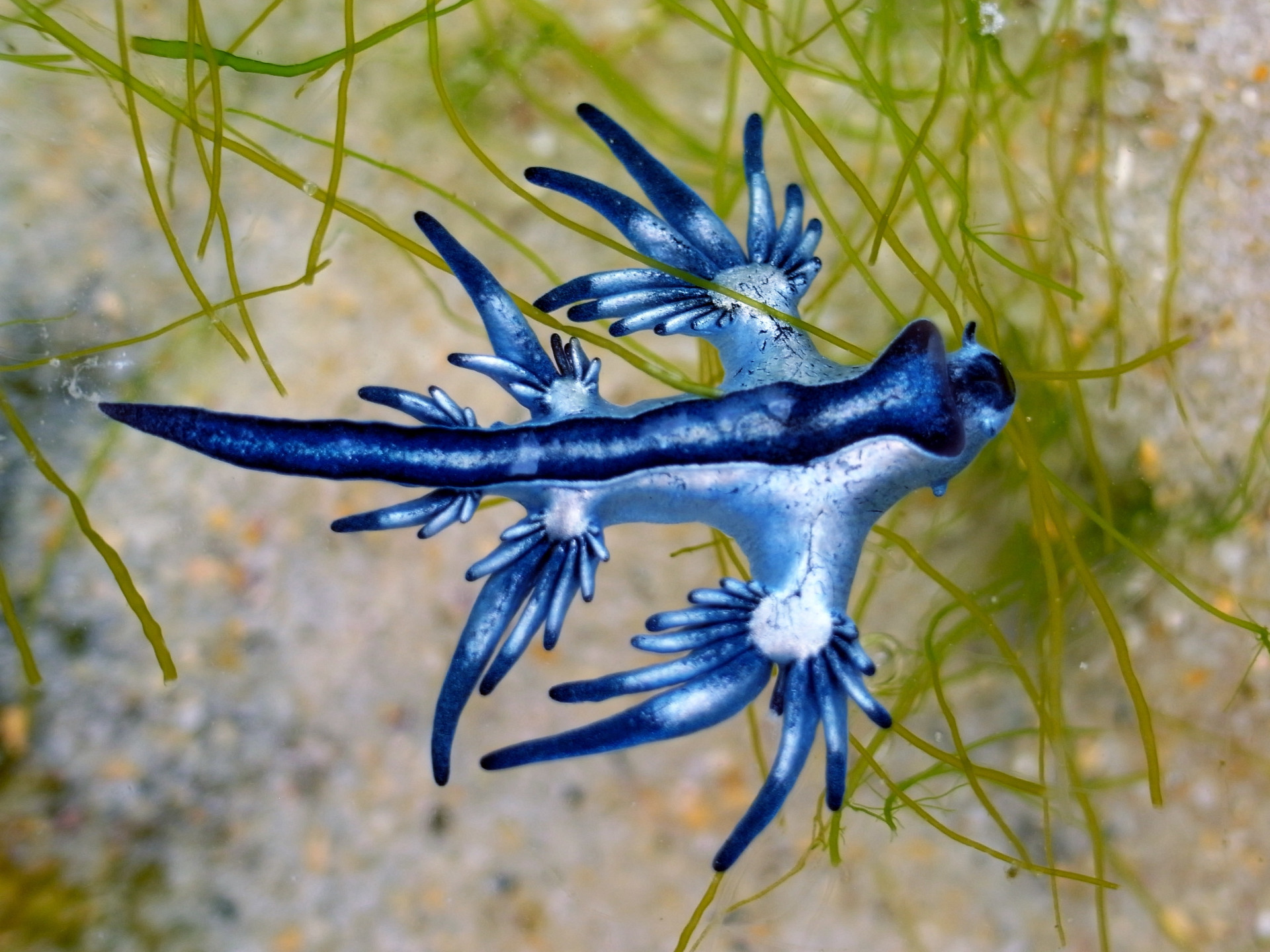 Hipnotizante: O azul vibrante dos animais