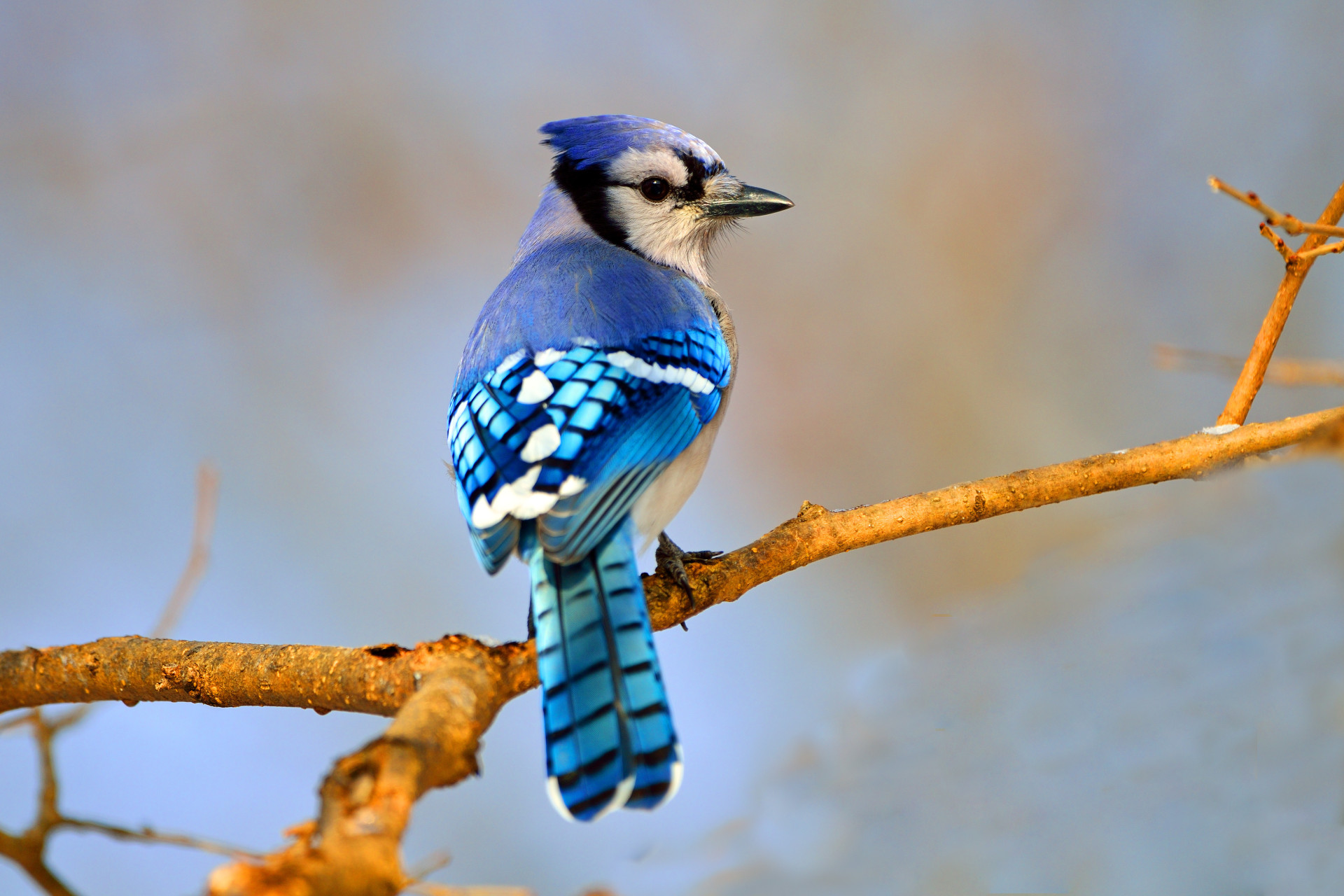 Hipnotizante: O azul vibrante dos animais
