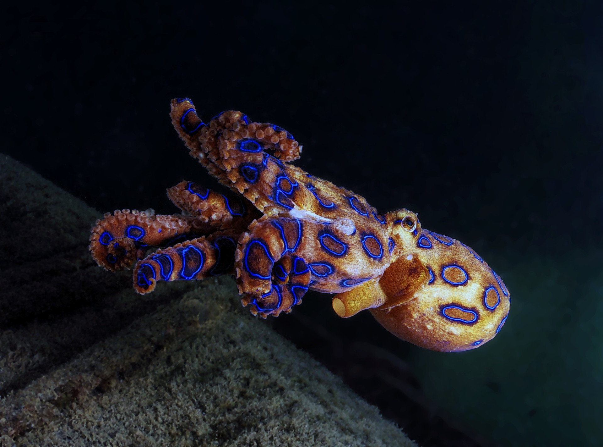 Hipnotizante: O azul vibrante dos animais
